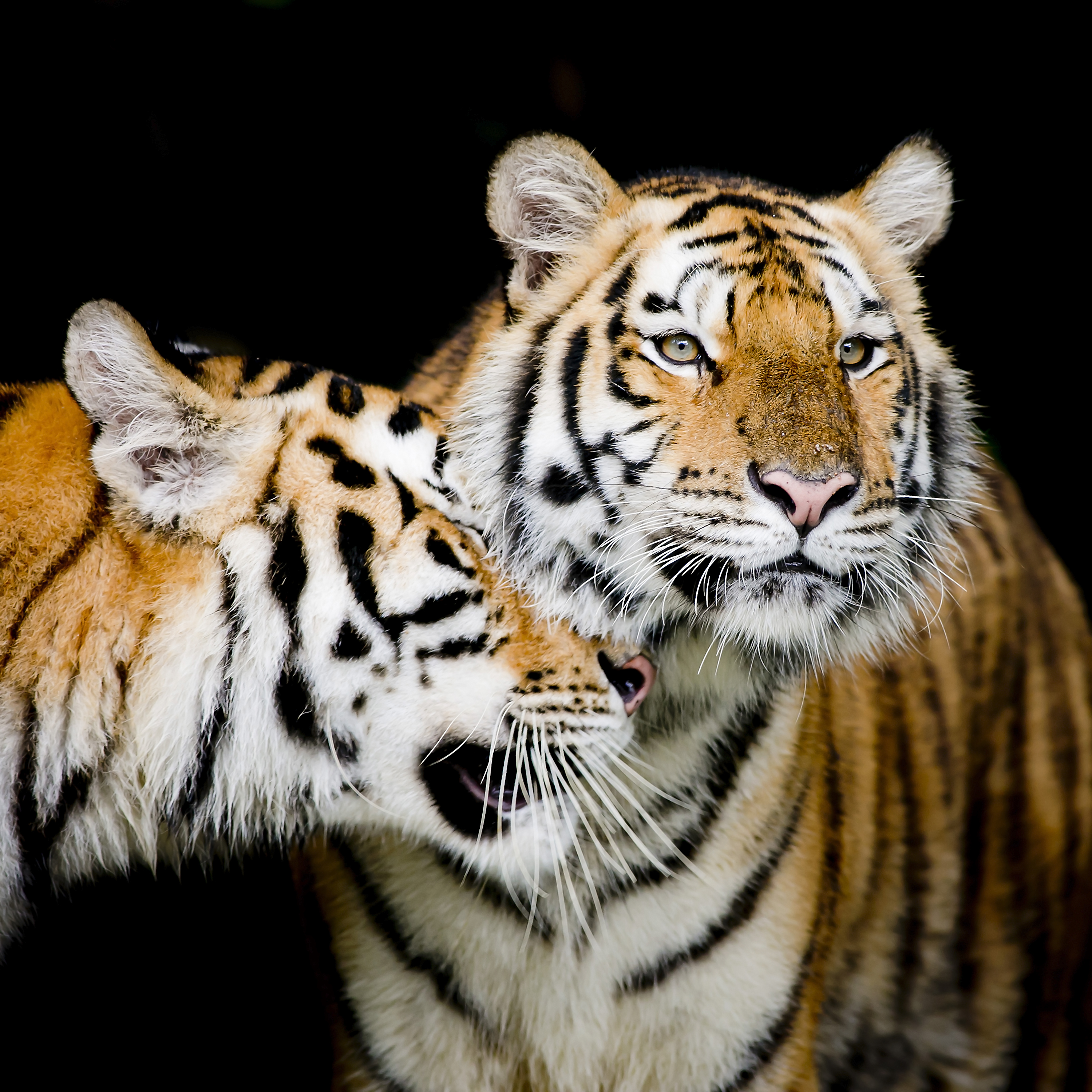 Фото бесплатно хищник, семейный кот, тигр