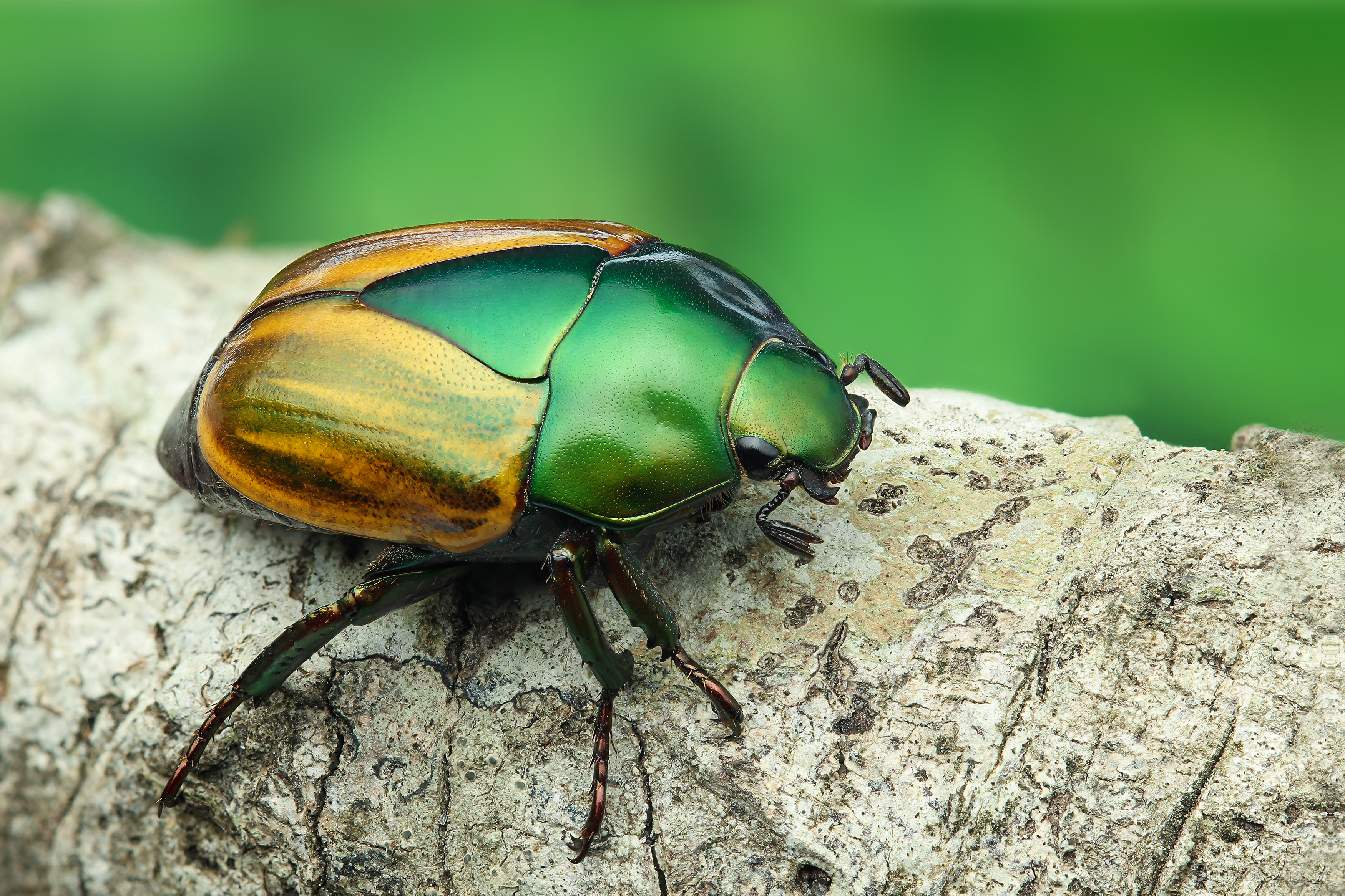 Photo Macraspis festiva Yellow-green beetle Macraspis sp Rutelinae