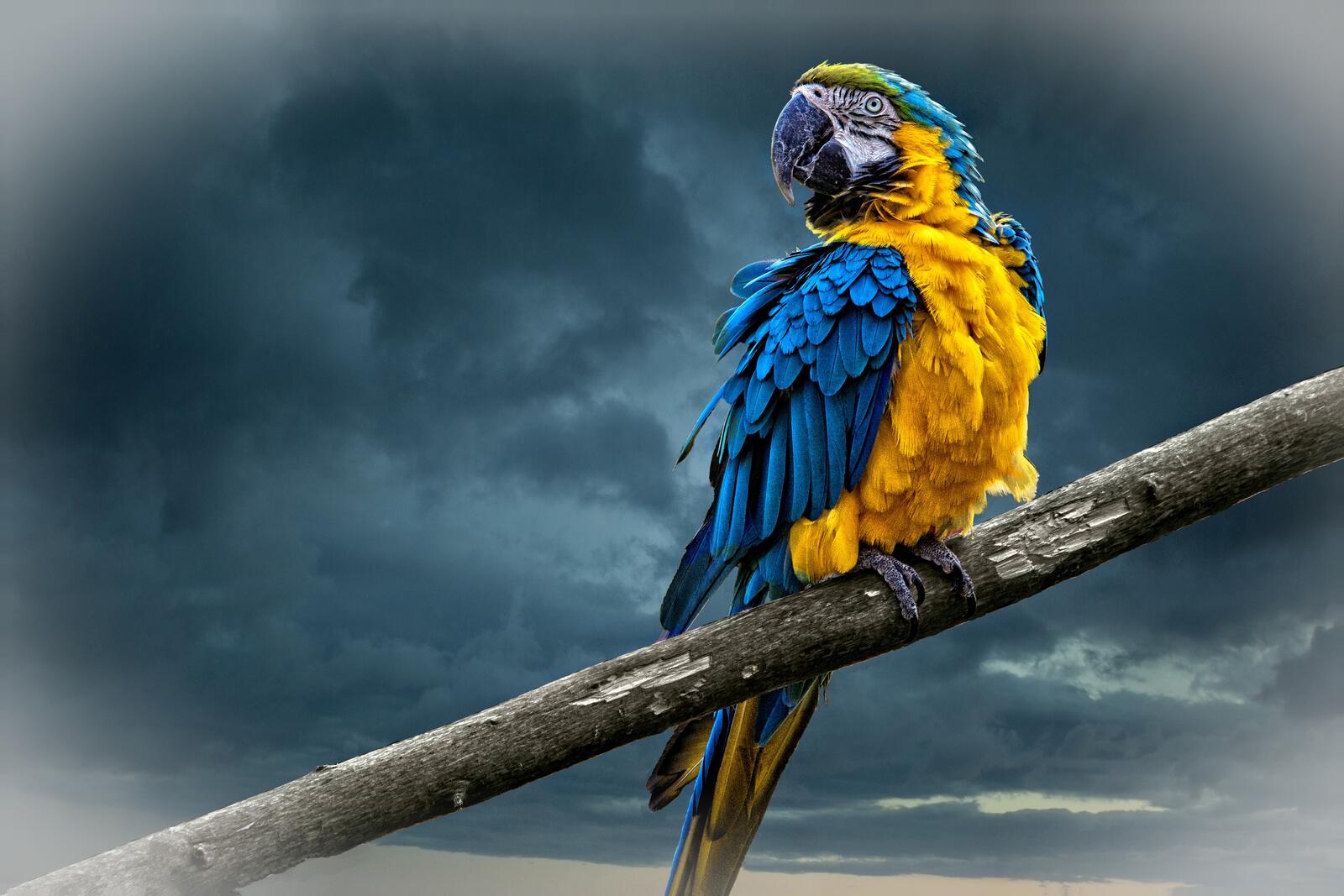 Wallpapers Macaw parrot bird the bird on the pole on the desktop