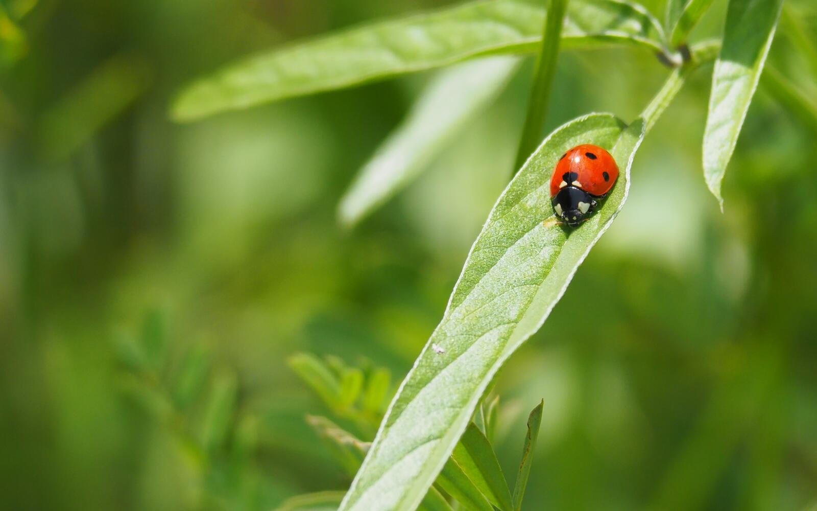Wallpapers the plant ladybug insect on the desktop