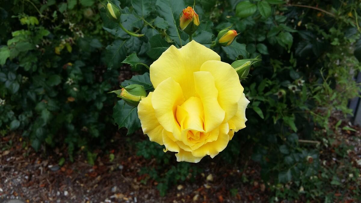 Одинокая желтая роза