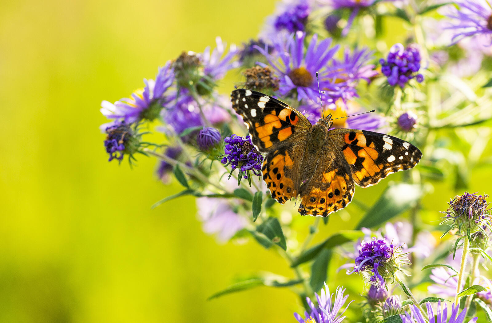 Wallpapers butterfly butterfly on flower insect on the desktop
