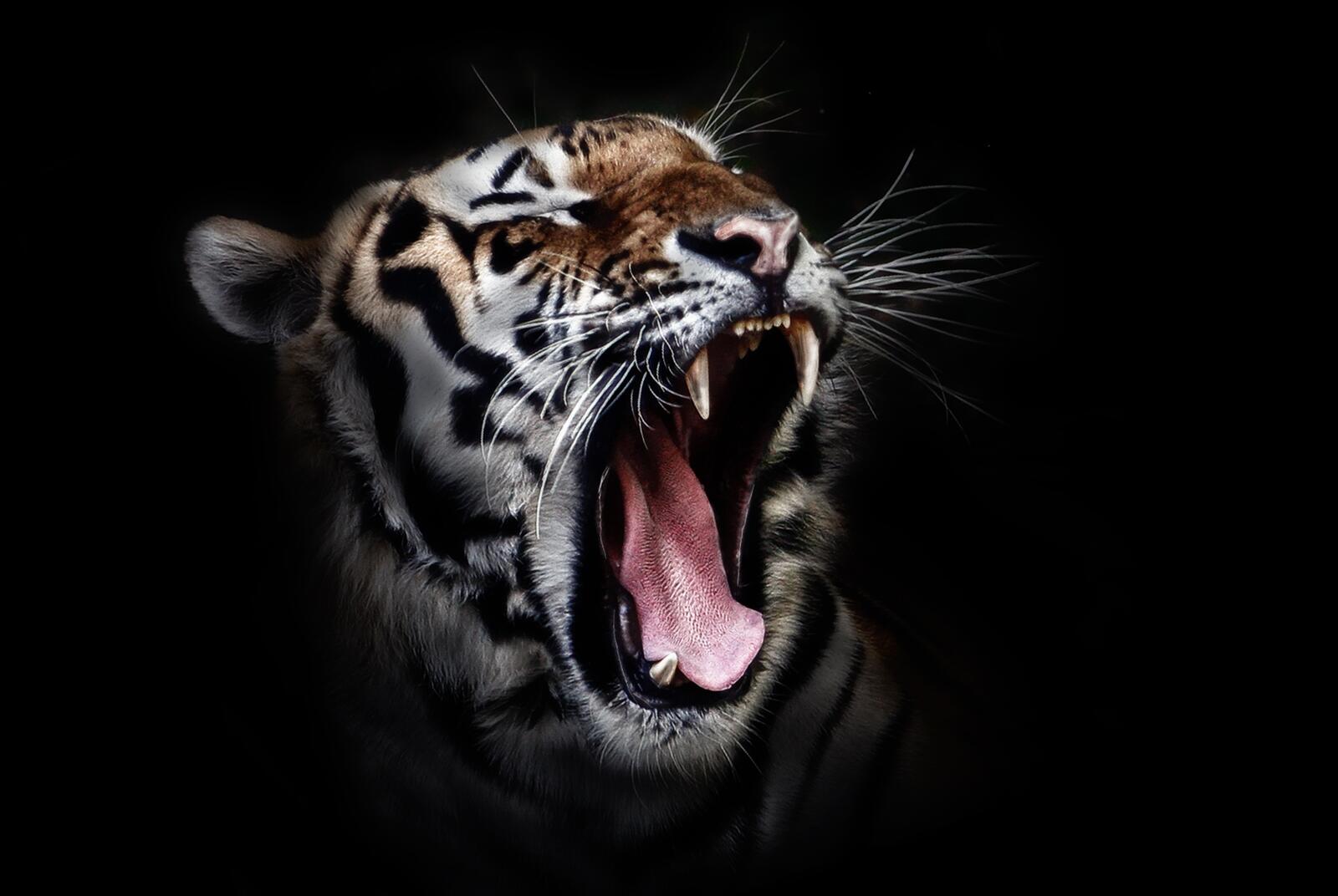Wallpapers tiger teeth face on the desktop