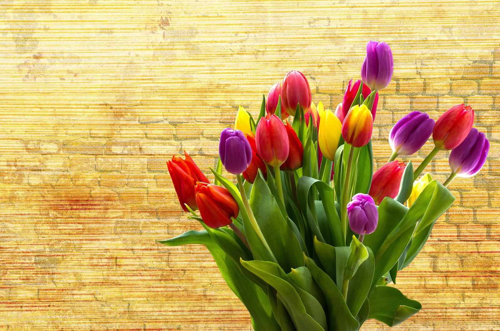 Wallpapers bloom tulips flower on the desktop