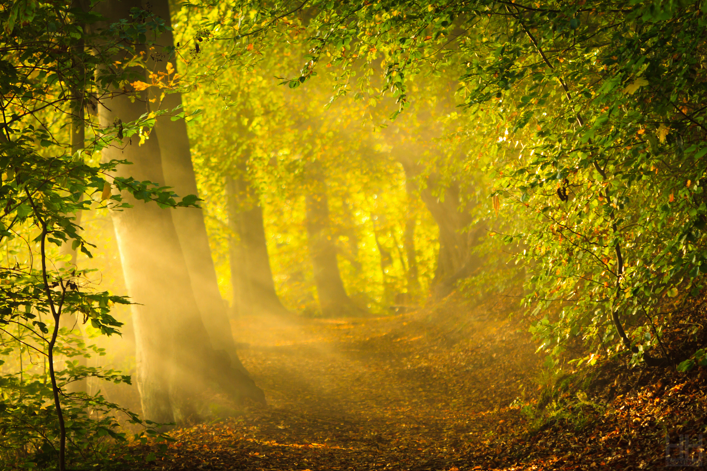 Бесплатное фото Яркие солнечные лучи пробиваются в гущу леса
