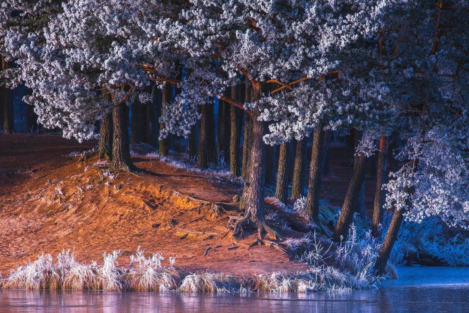 Wallpapers trees water frost on the desktop