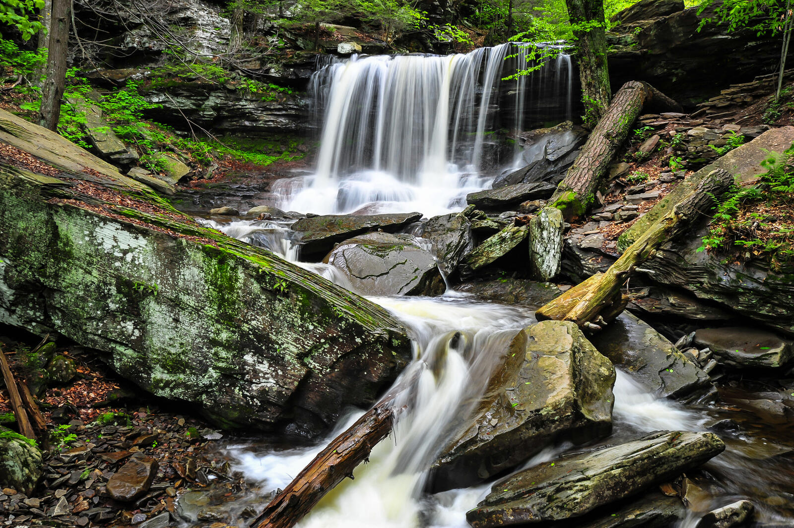 Бесплатное фото Лес в Пенсильвании