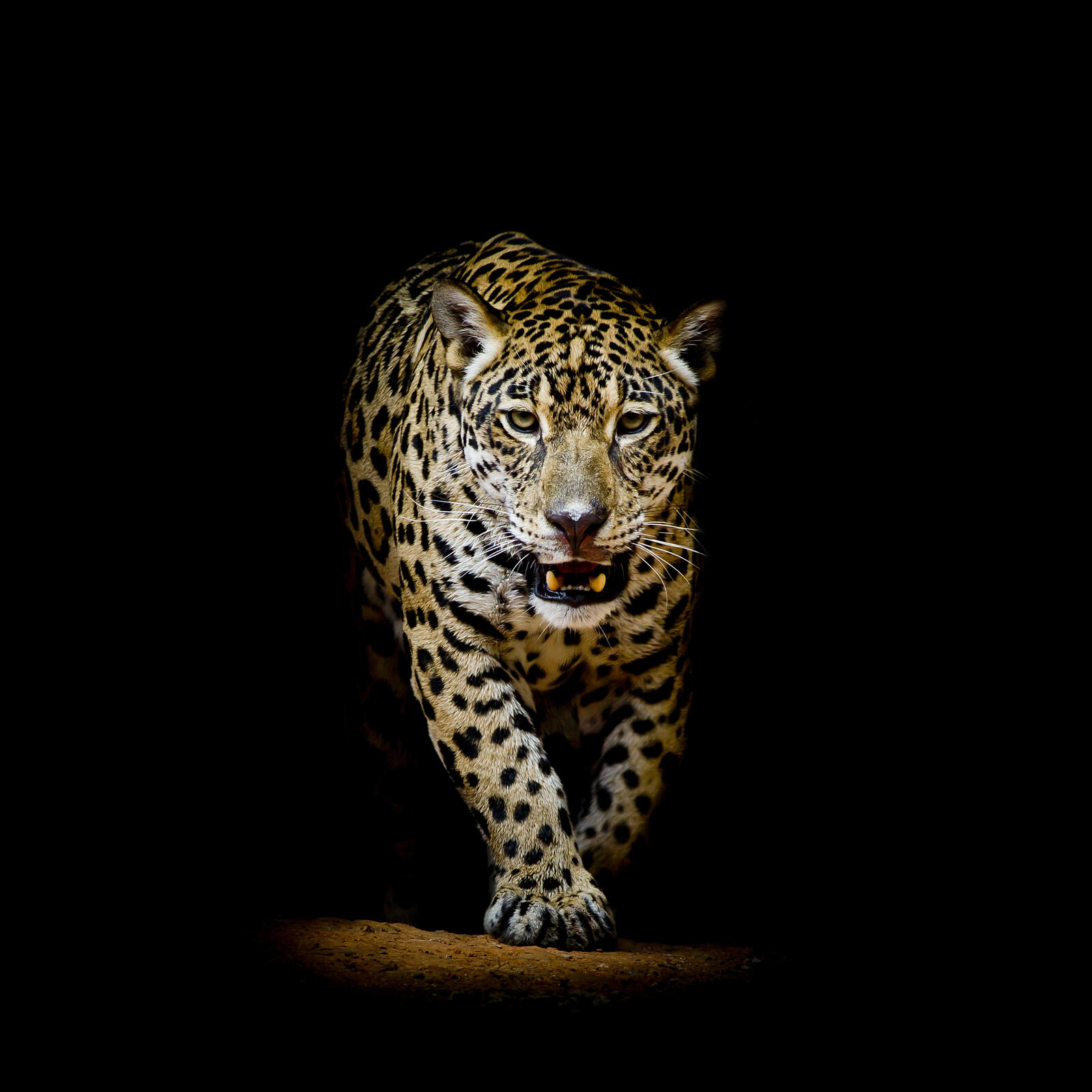 Wallpapers Leopard portrait cat family wild cat on the desktop
