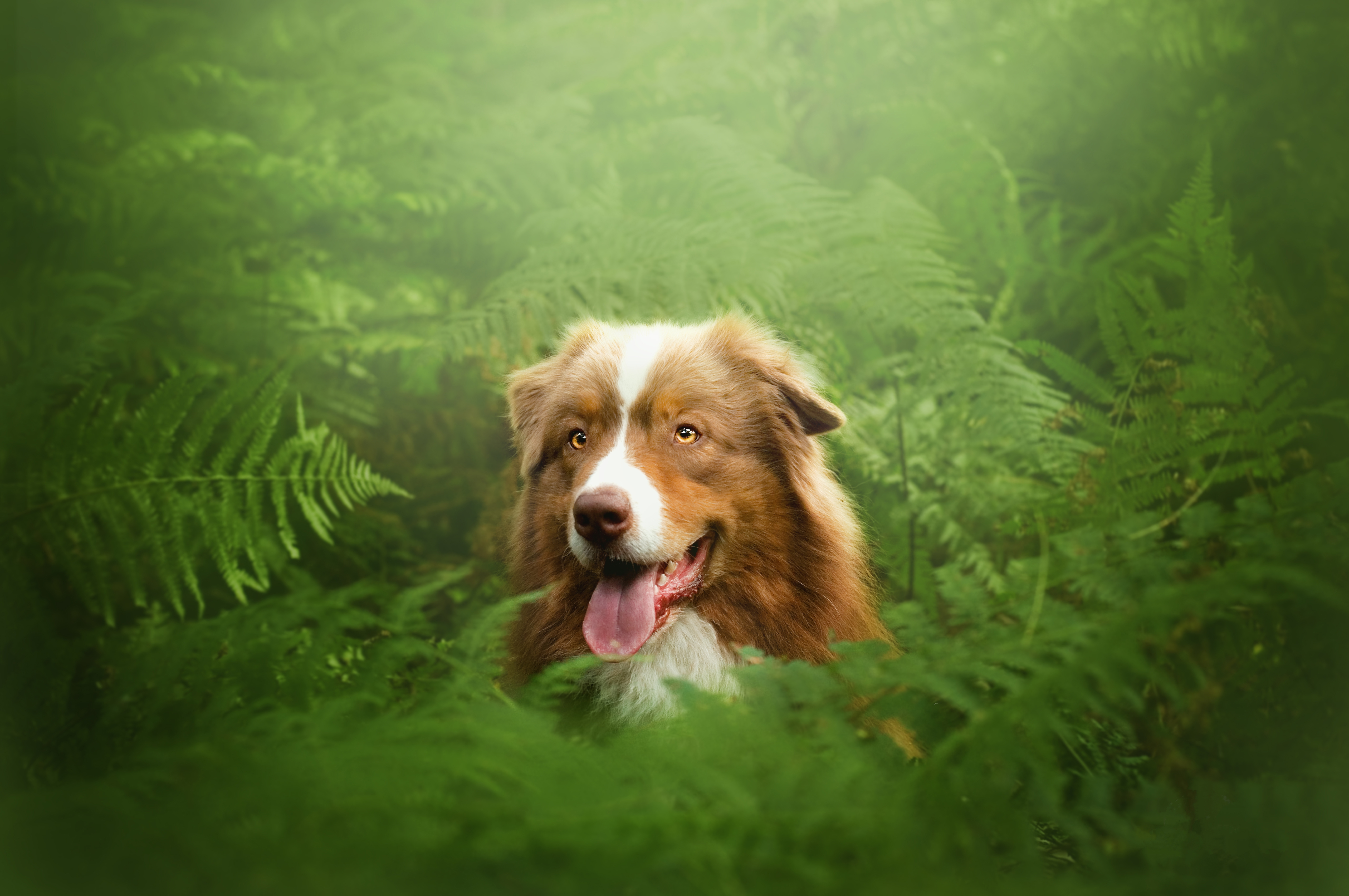 Бесплатное фото Собака смотрит из кустов