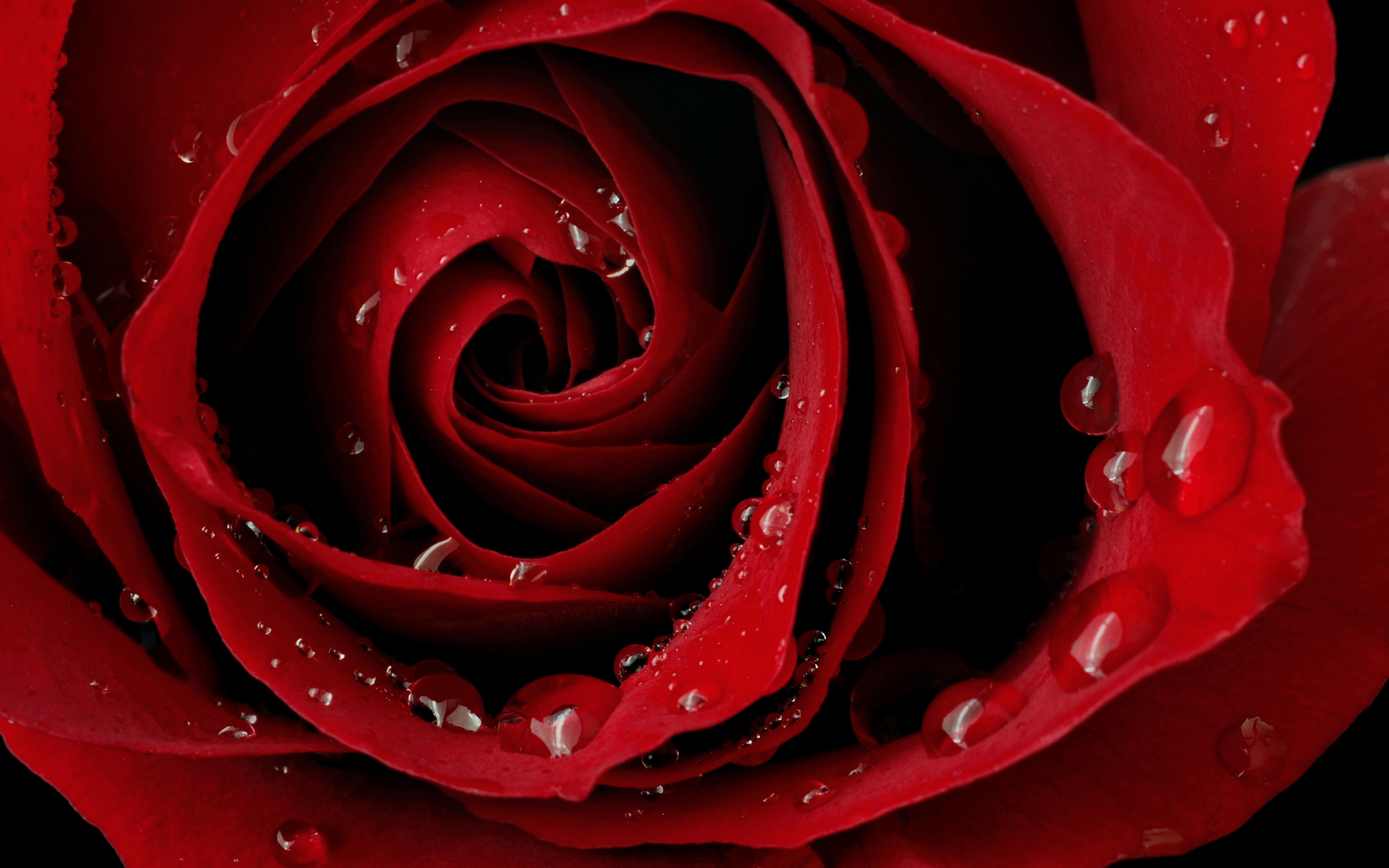 Обои капли воды капли дождя красная роза на рабочий стол