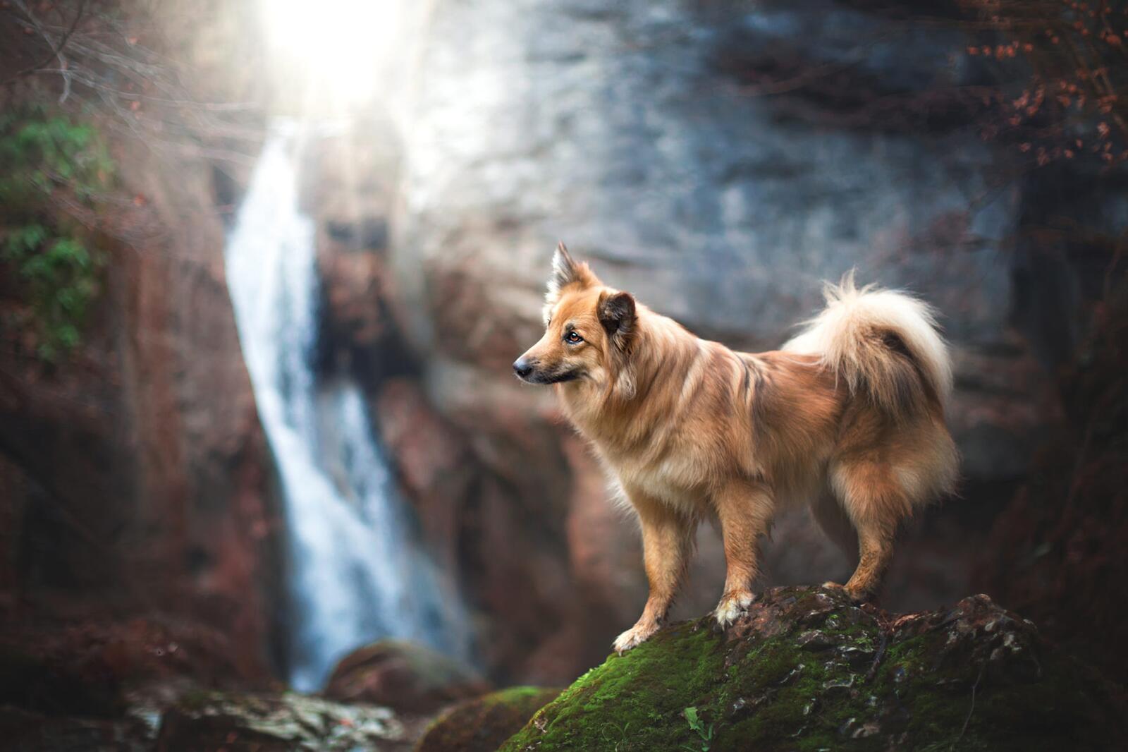 Free photo Dog at the Falls