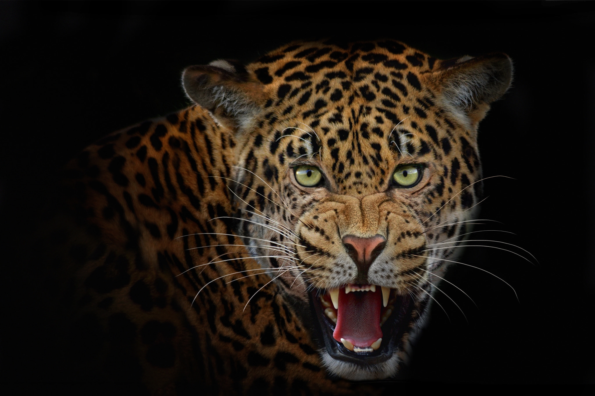 Photo free leopard, snout, view