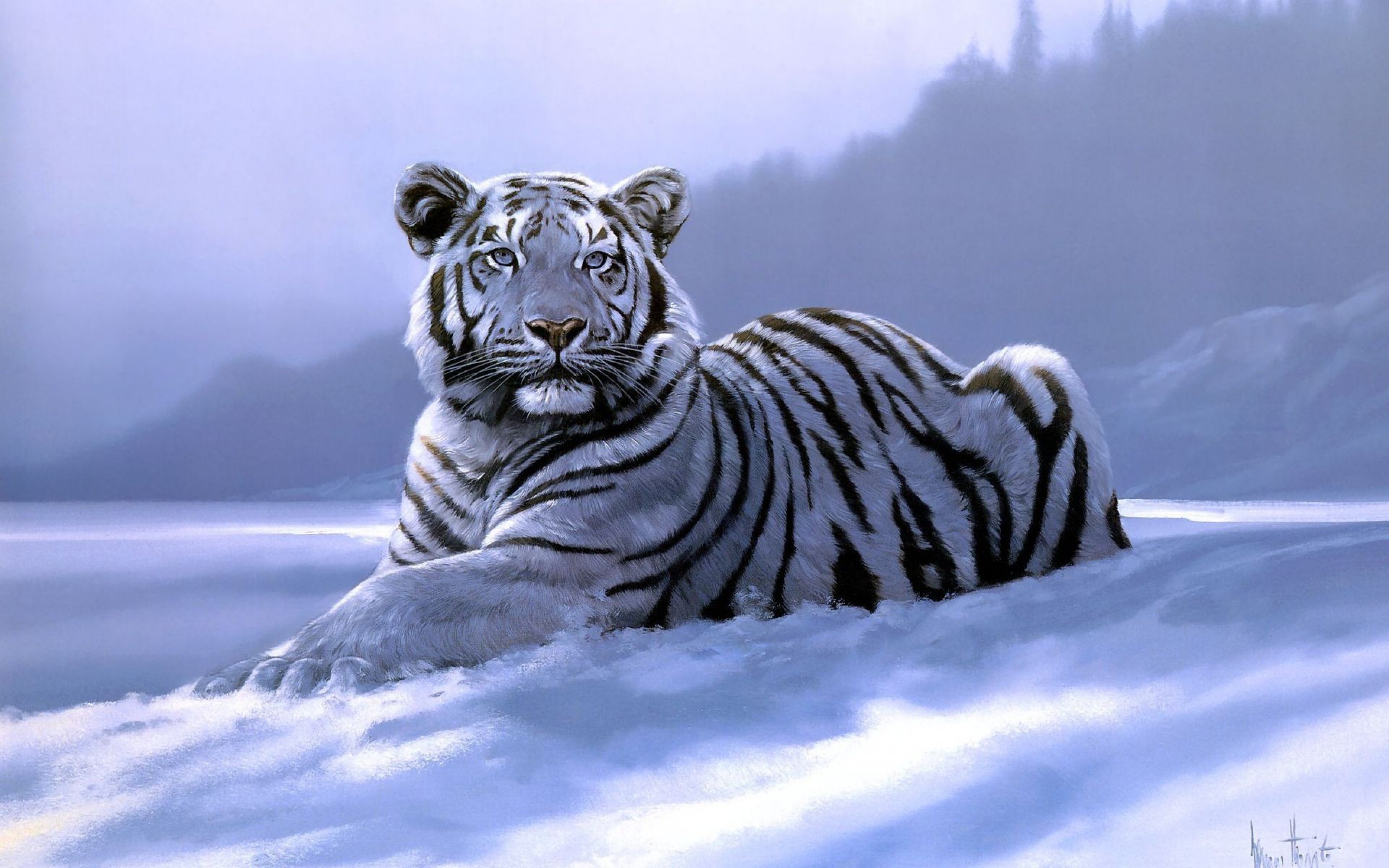Обои белый тигр лежать снег на рабочий стол