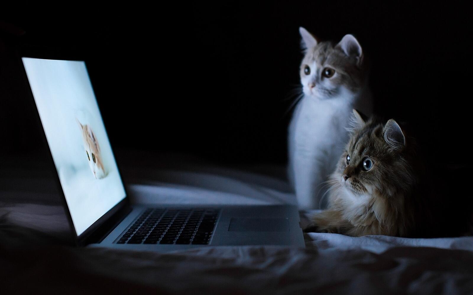 Обои животные кошки компьютеры на рабочий стол