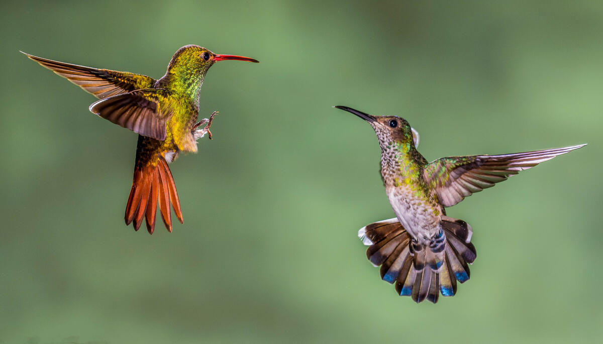 Beautiful photos on the theme of macro, hummingbird