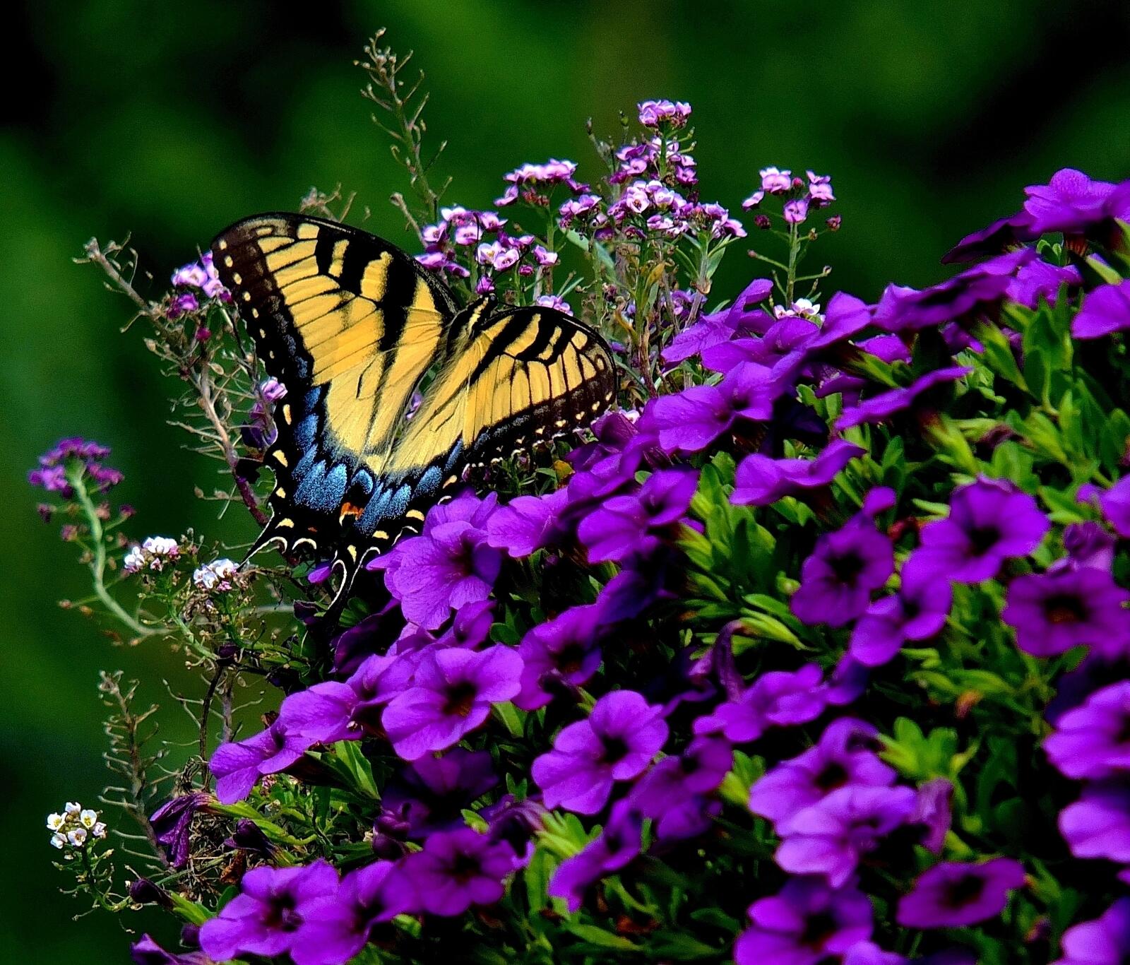 Обои Tiger Swallowtail бабочка цветы на рабочий стол