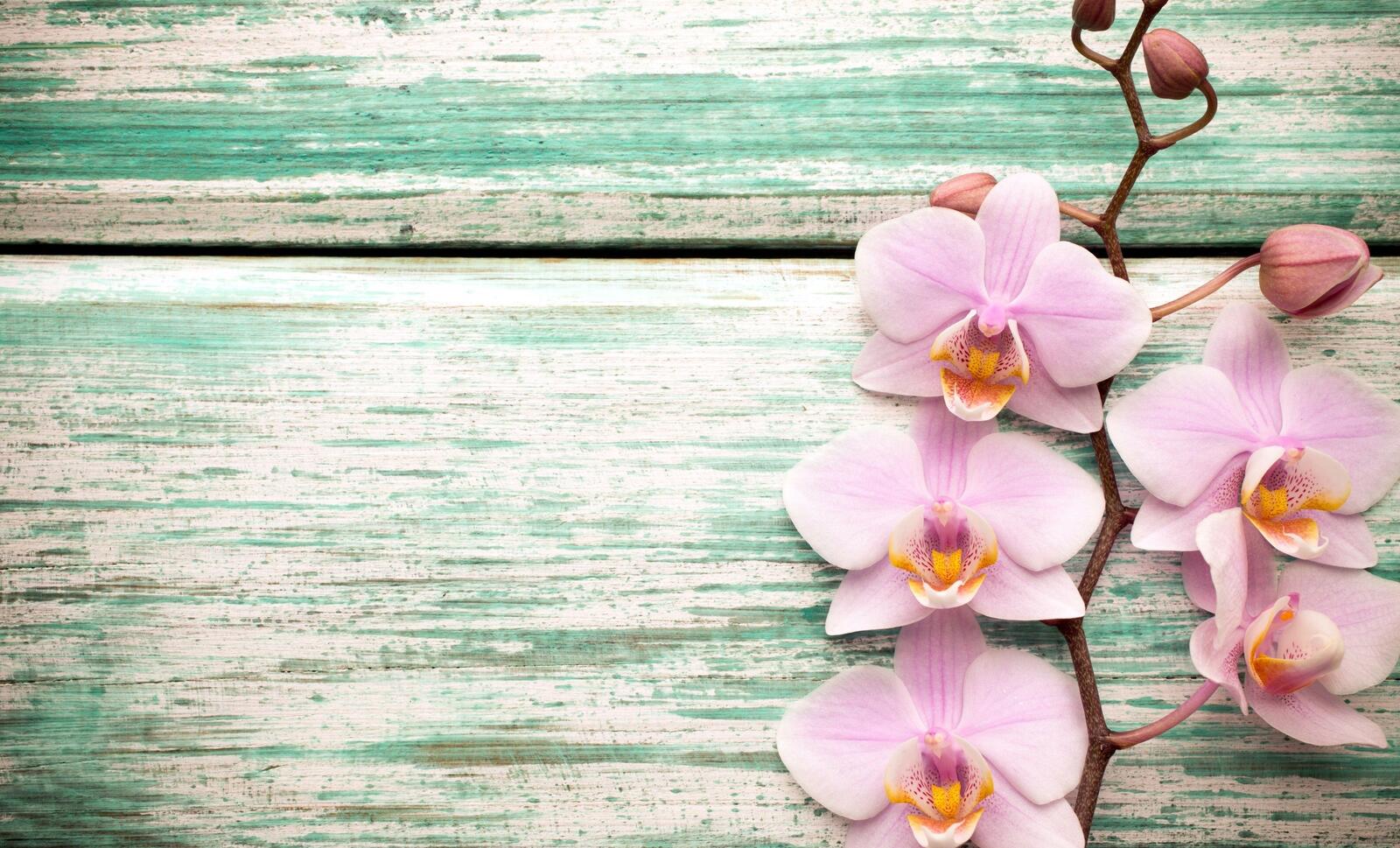 Обои ветка орхидеи розовые на рабочий стол