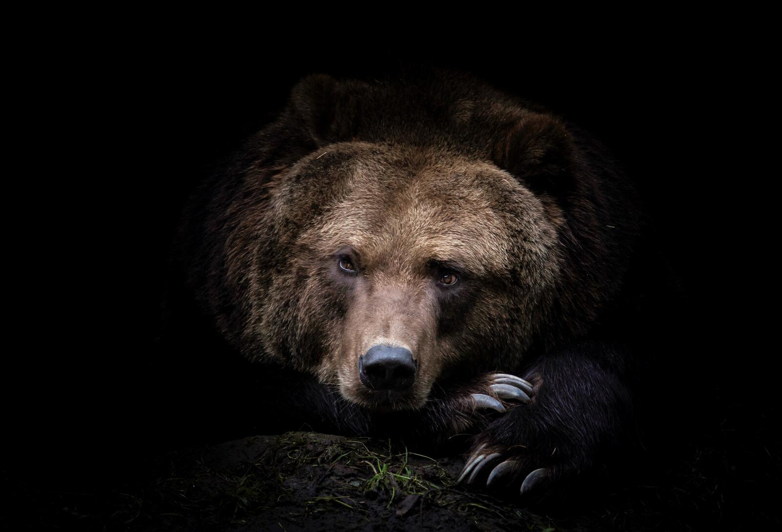 Wallpapers Kamchatka bear carnivore brown bear on the desktop