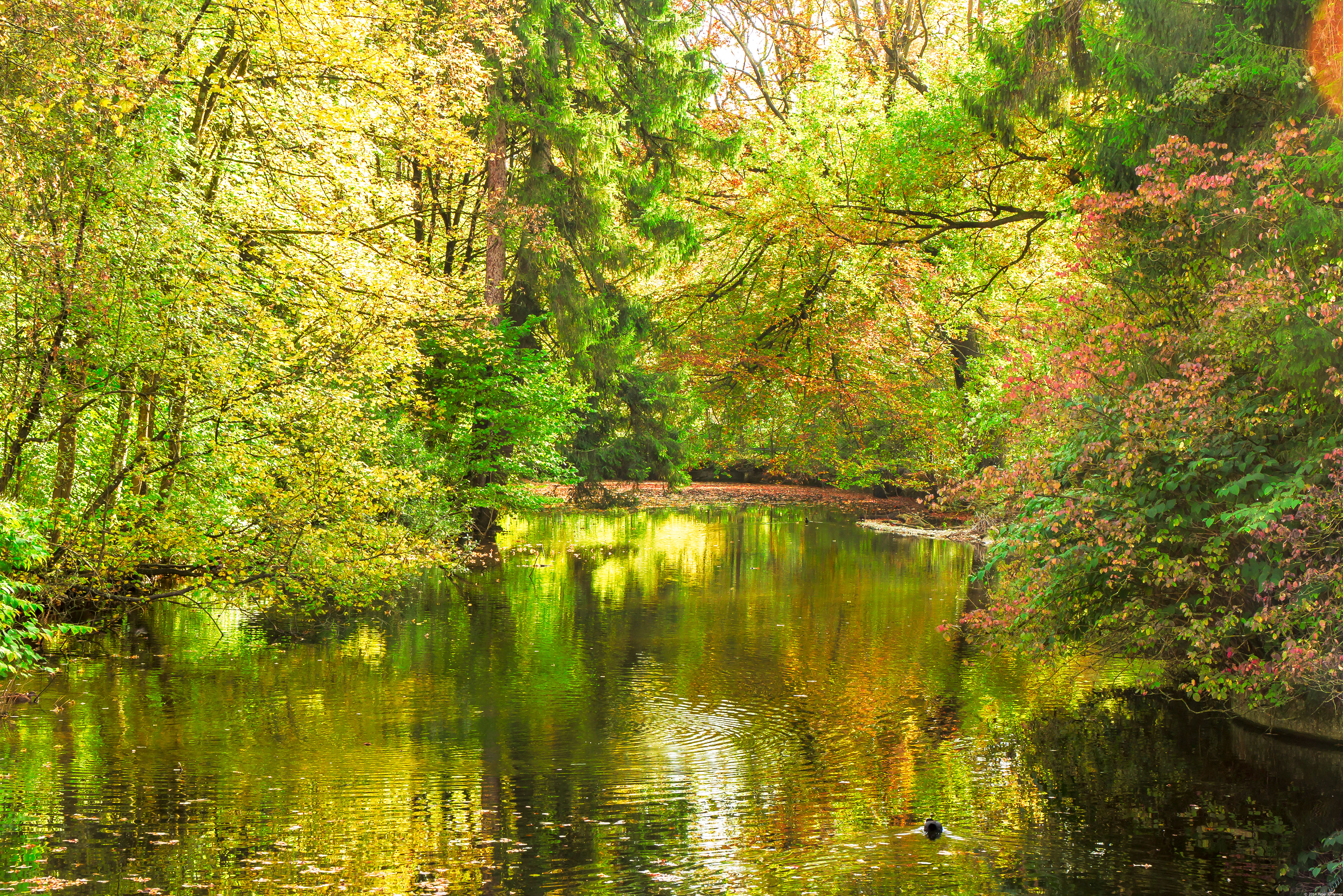 Wallpapers autumn colors trees pond on the desktop