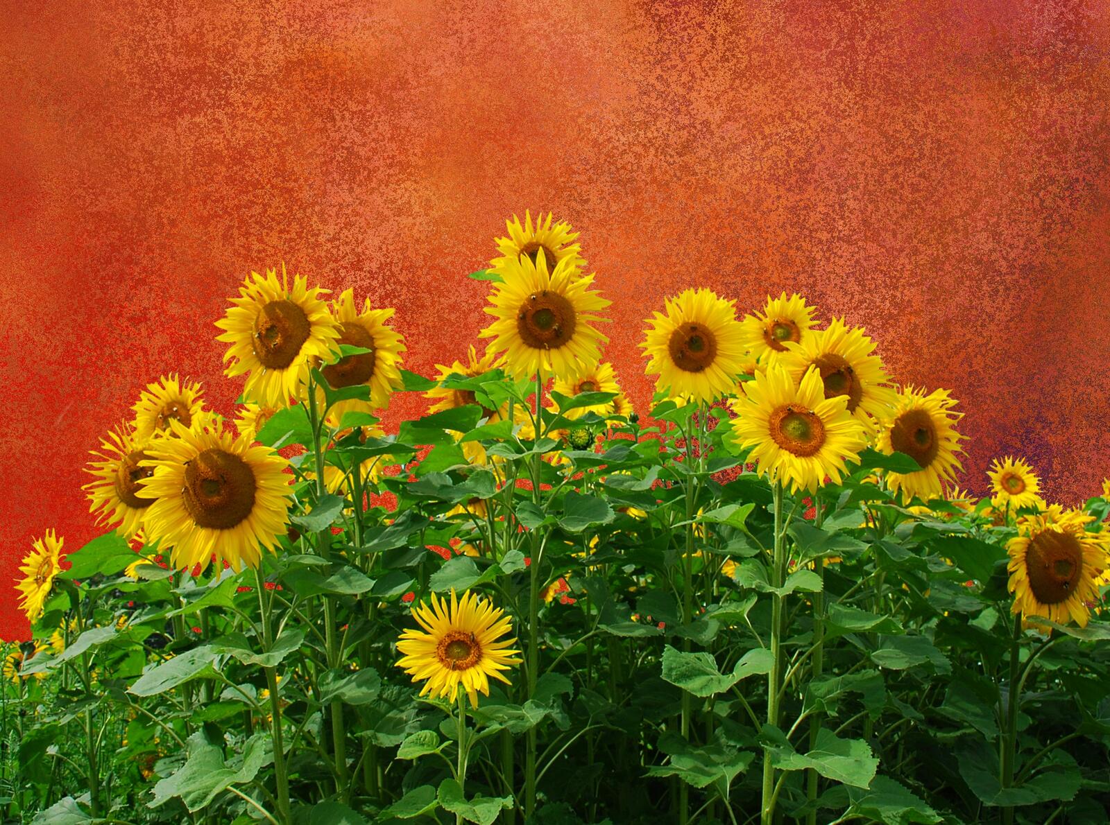 Wallpapers many sunflowers flowers sunflowers on the desktop