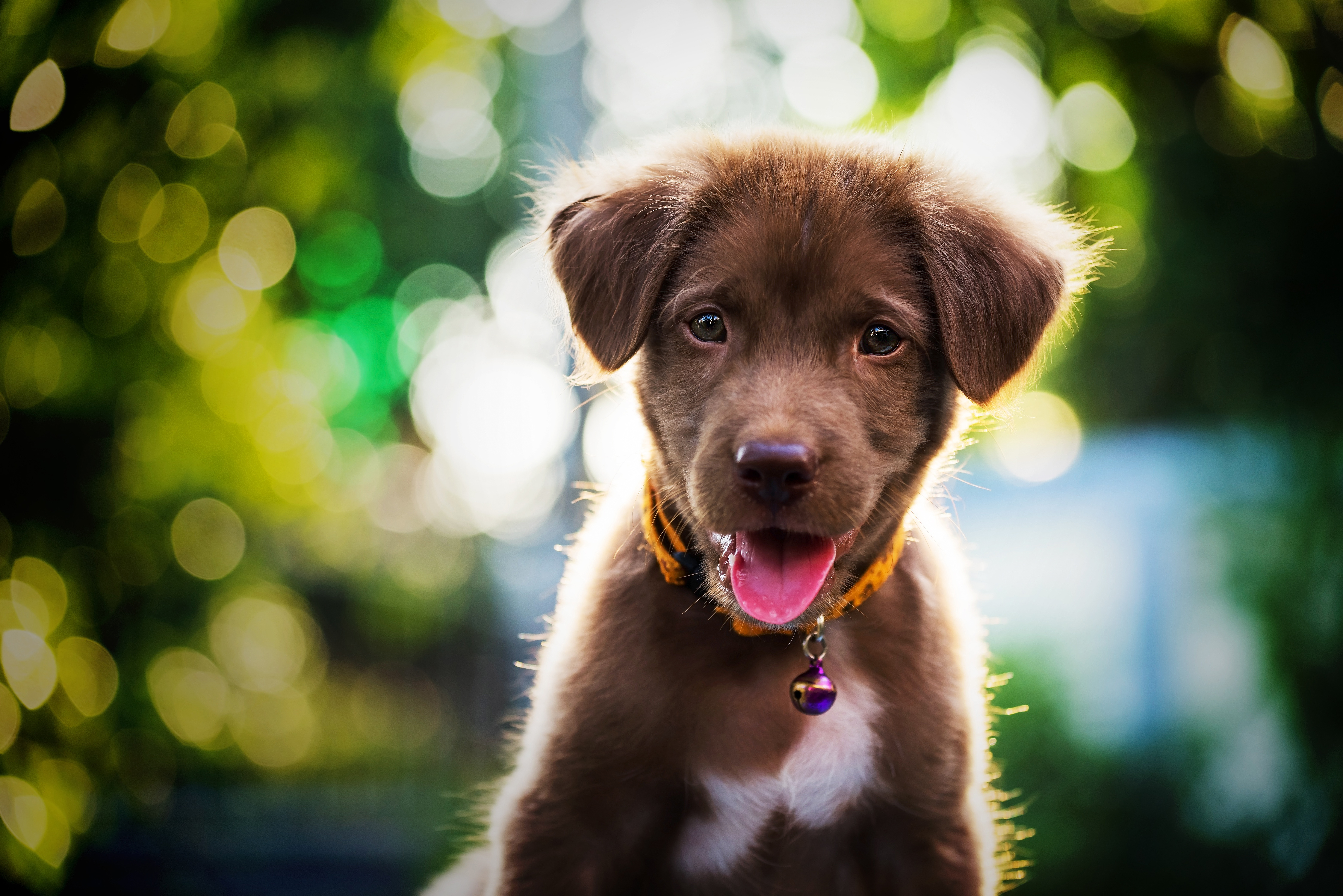 免费照片棕色的小狗和粉红色的舌头