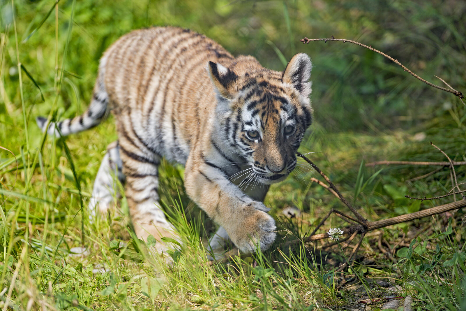 Wallpapers pose tigers tiger cub on the desktop
