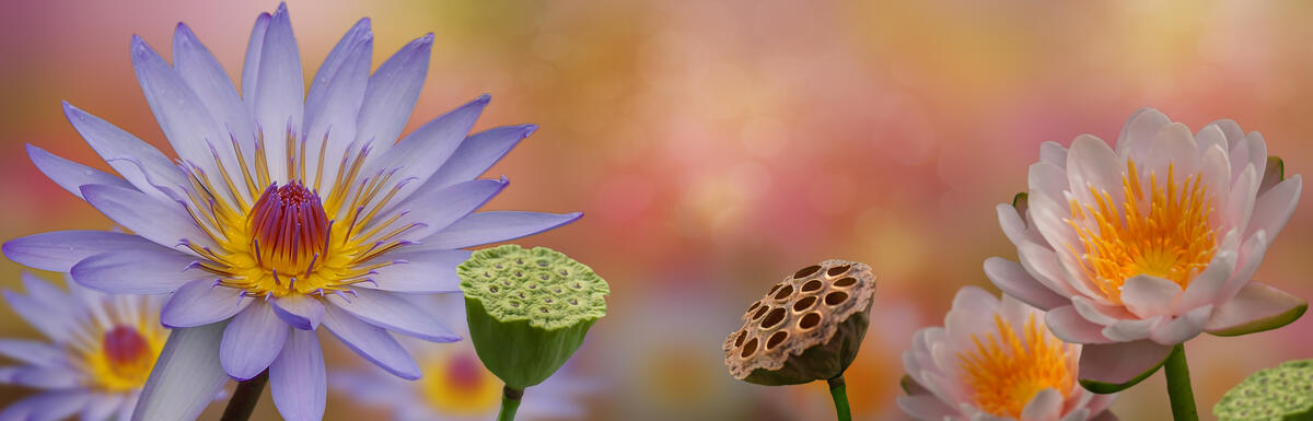 Beautiful lotus flower background