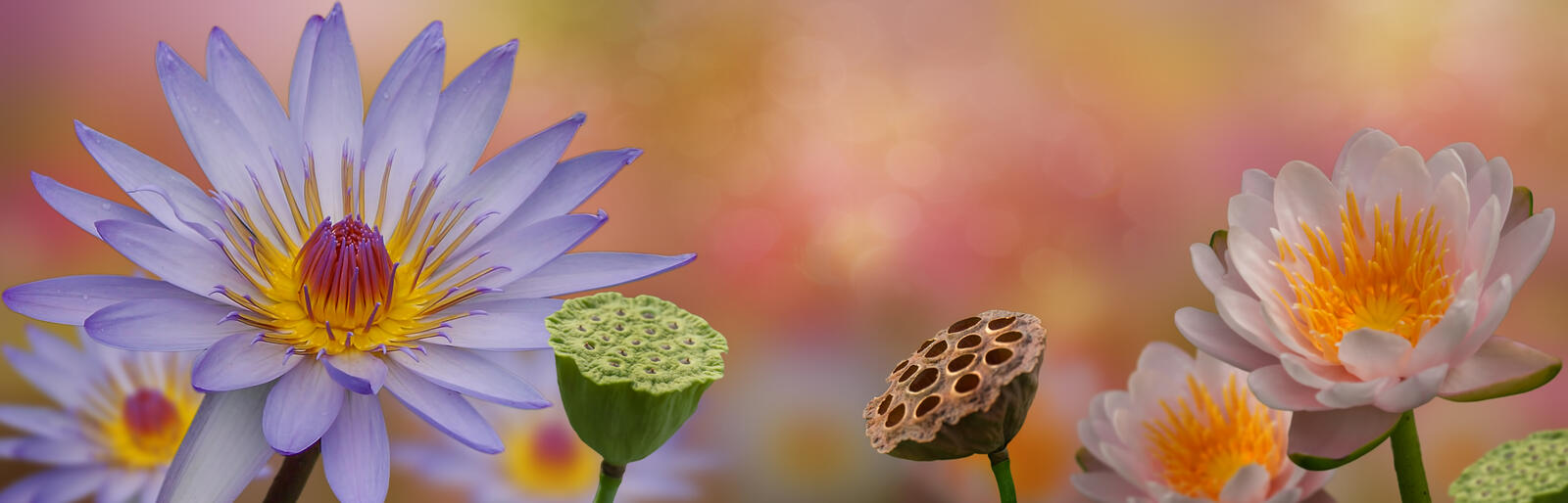Бесплатное фото Красивый фон из цветков лотоса