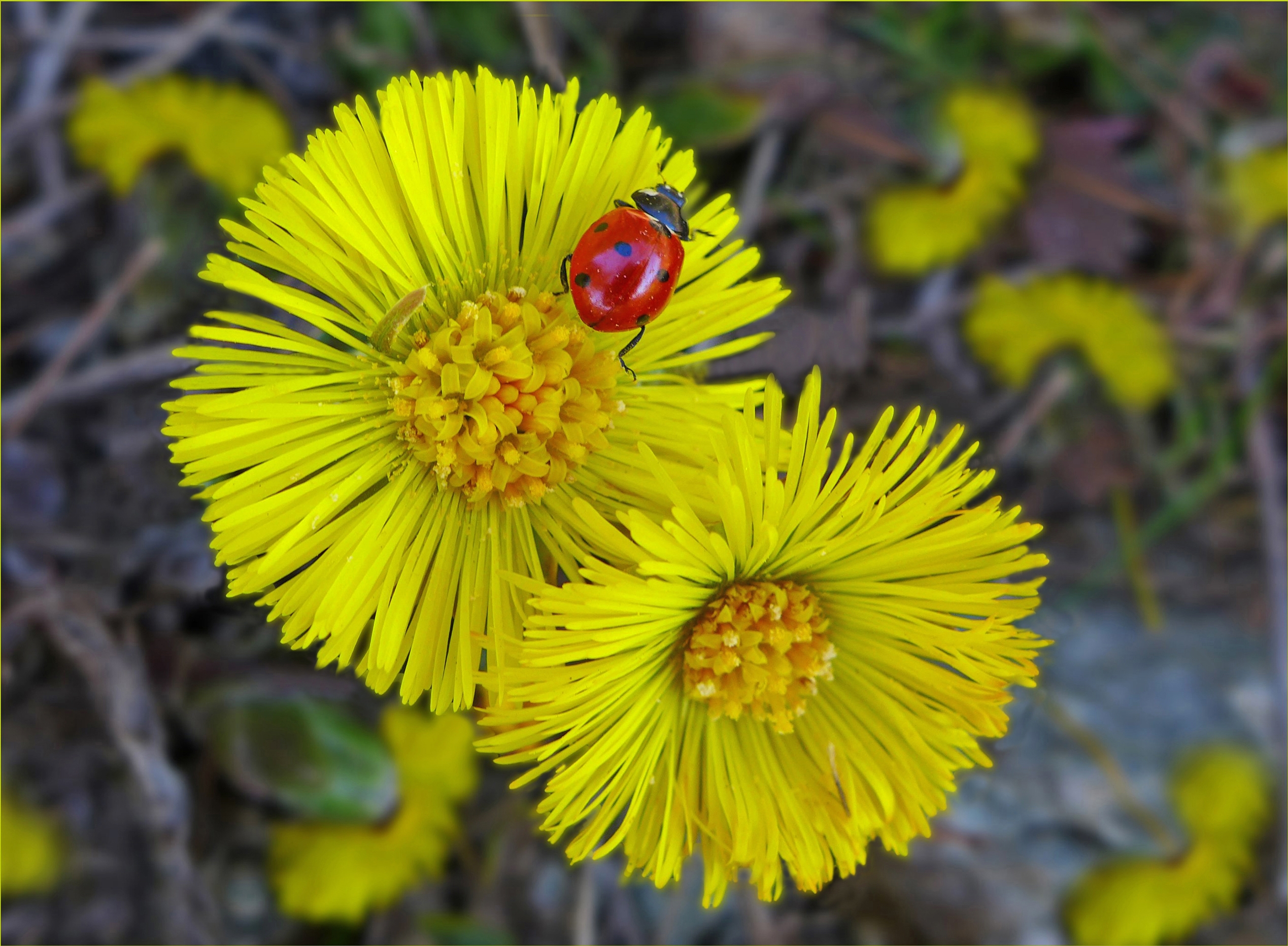 Wallpapers Mother and stepmother flower ladybug insect on the desktop
