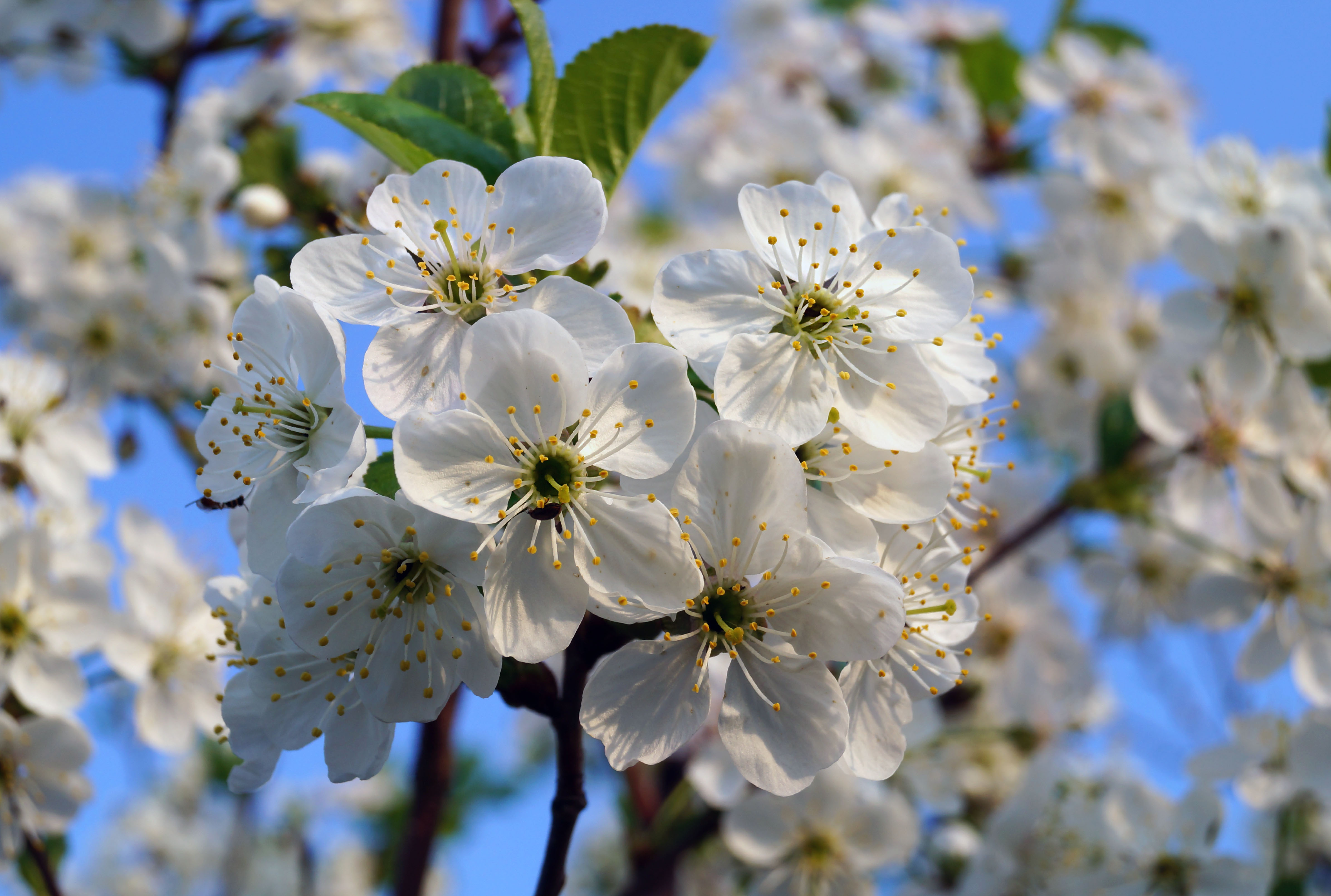 Обои цветы весна Яблоня на рабочий стол