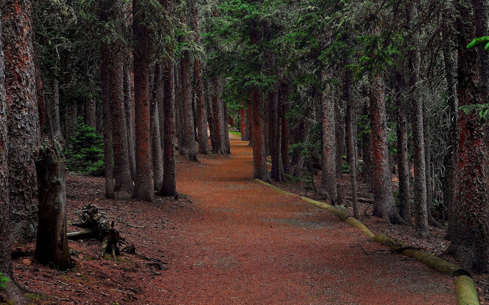 Wallpapers spruce forest landscape on the desktop