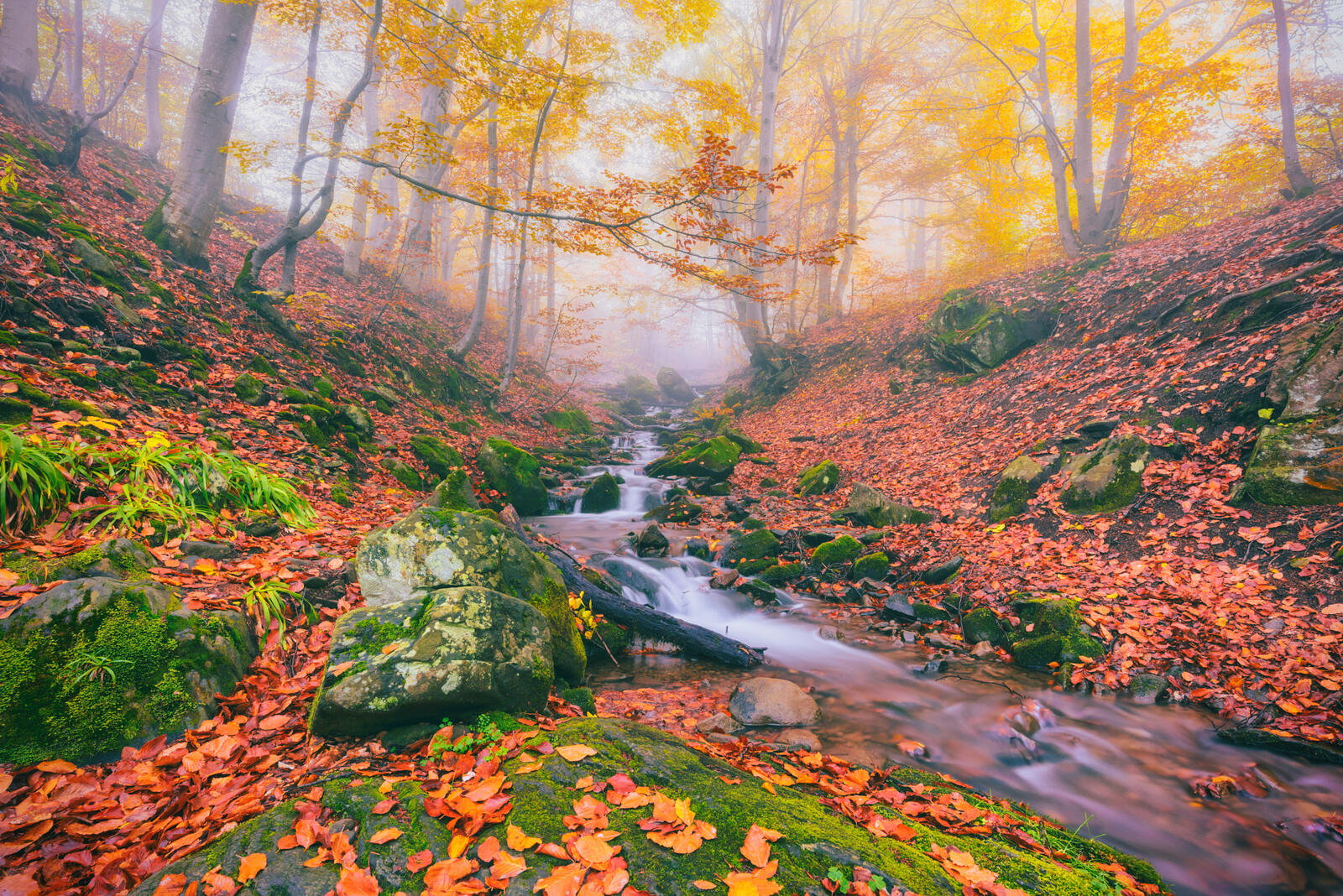 Wallpapers autumn river fog on the desktop