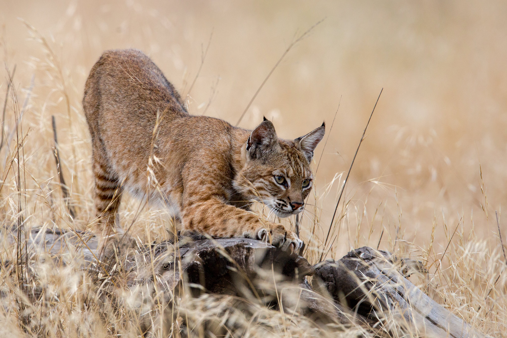Wallpapers predatory cat Lynx lynx cats on the desktop