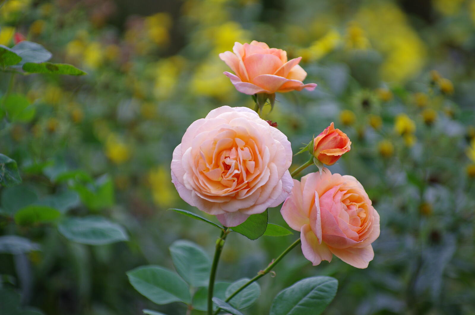 Обои маленькие розы розы цветок на рабочий стол