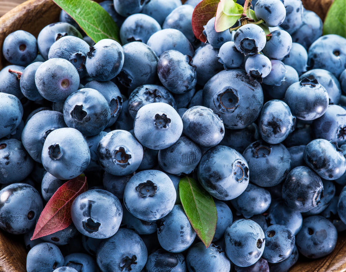 大量成熟的蓝莓