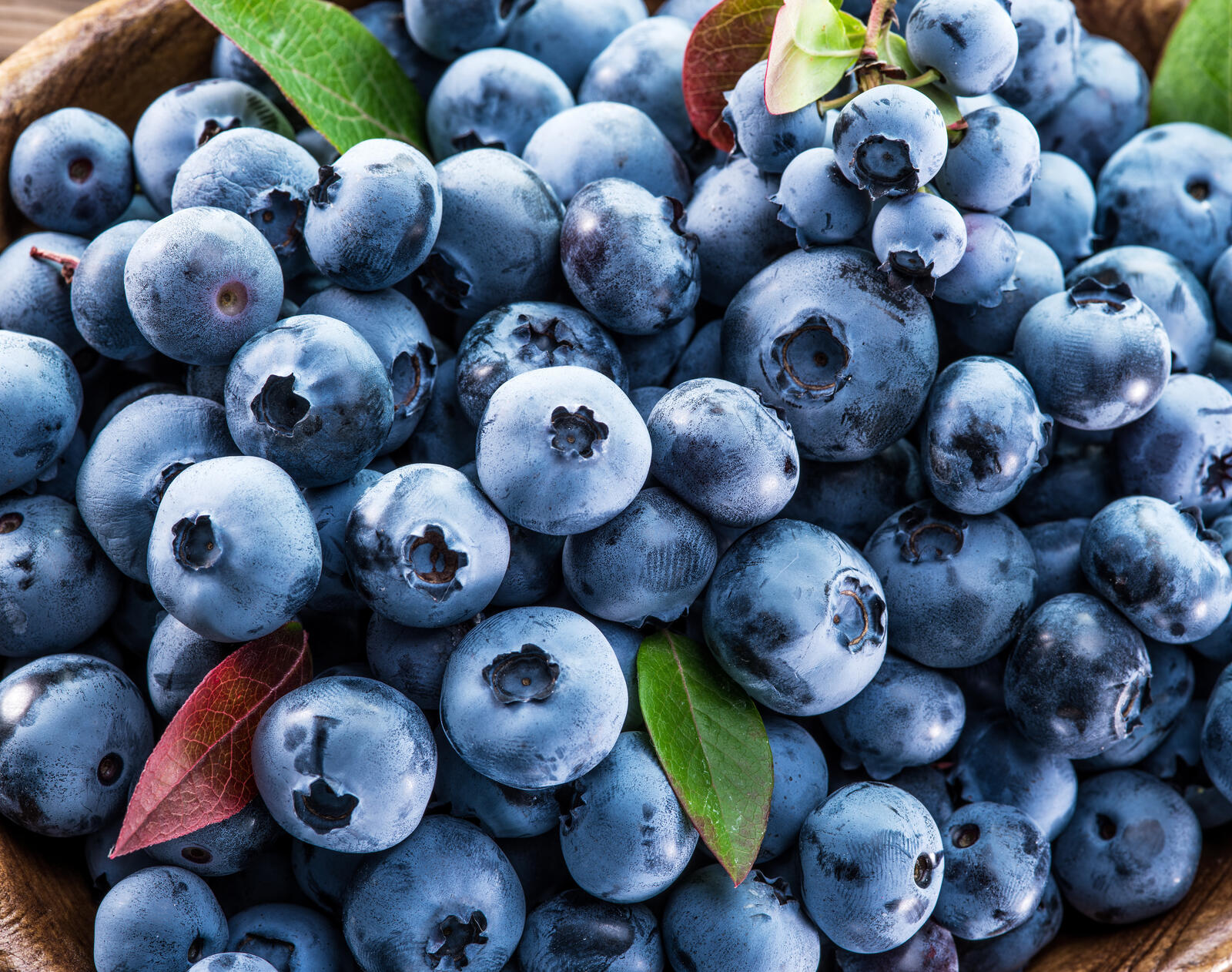 Free photo Many ripe blueberries