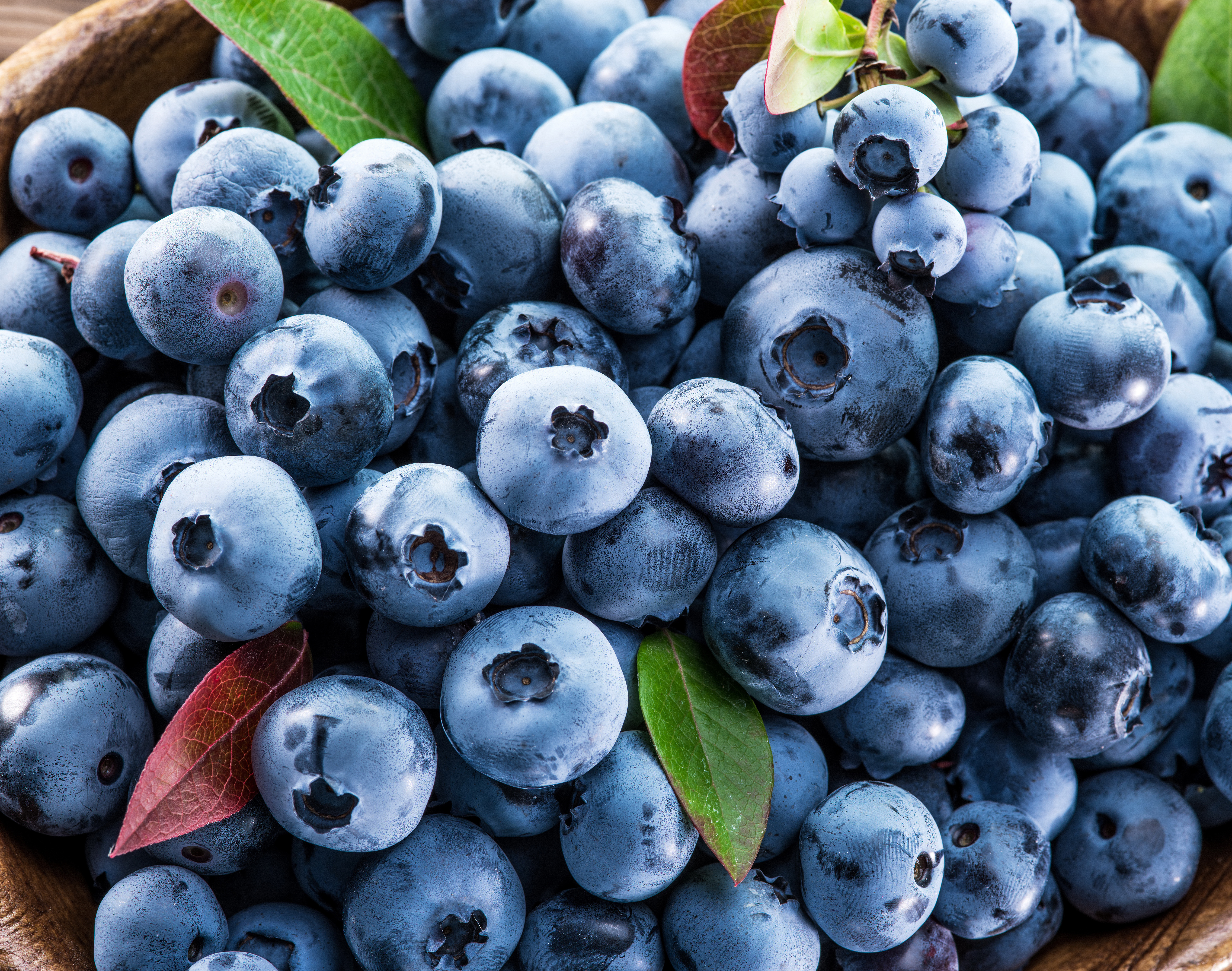 免费照片大量成熟的蓝莓