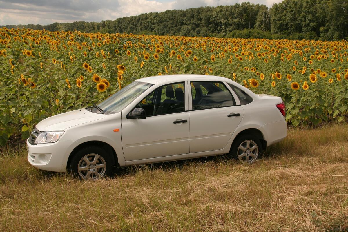 Lada and field of sunflowers