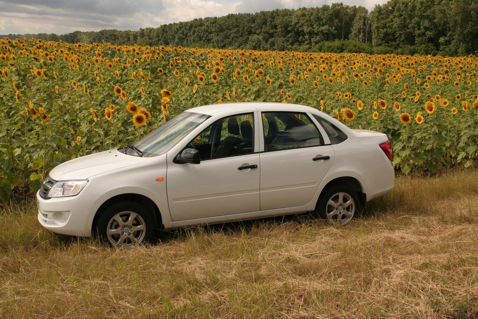 Free photo Lada and field of sunflowers