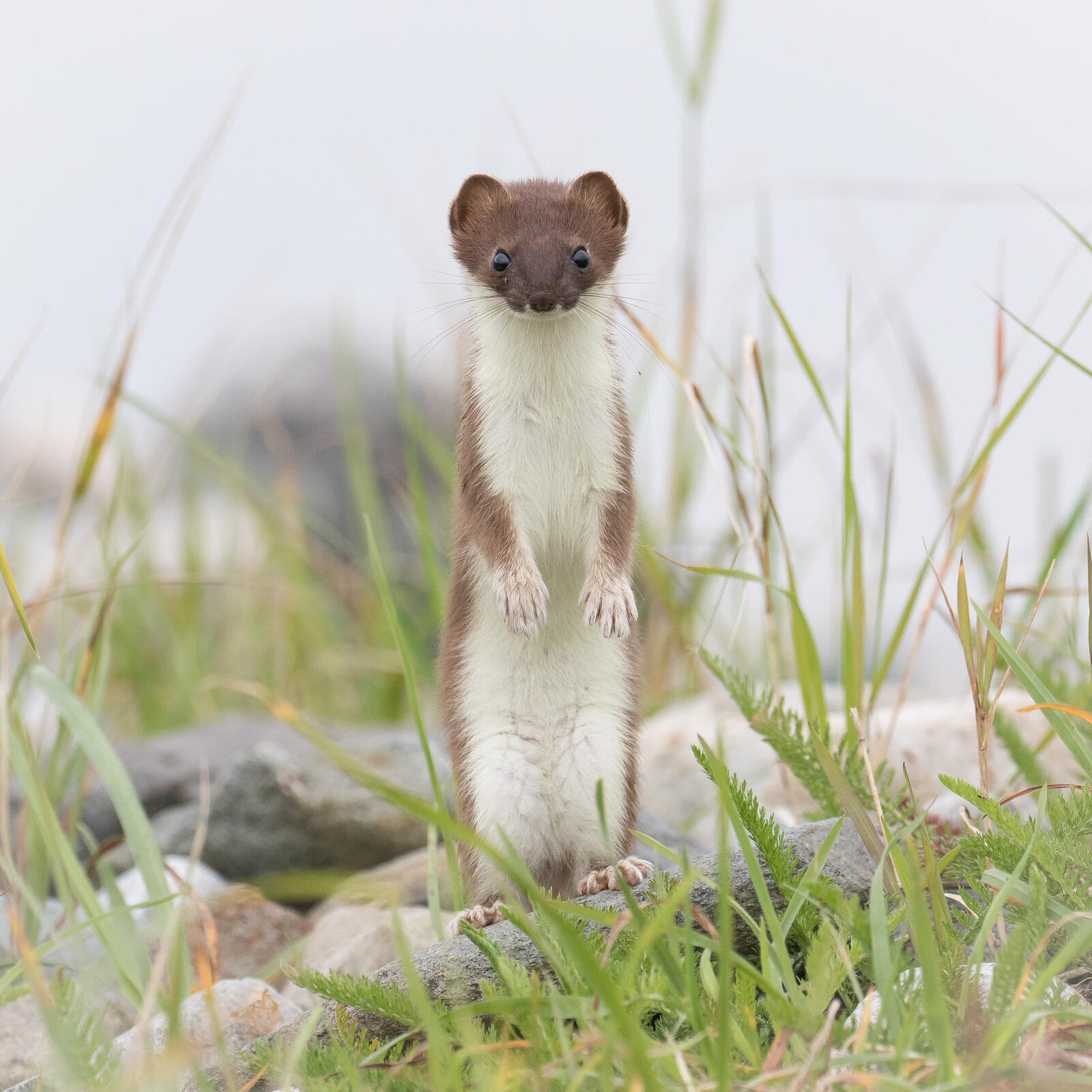 Free photo Weasel in the rack)