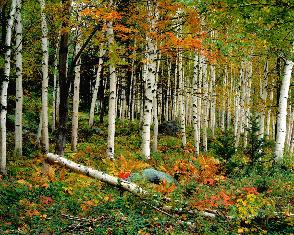 Birch forest in the fall
