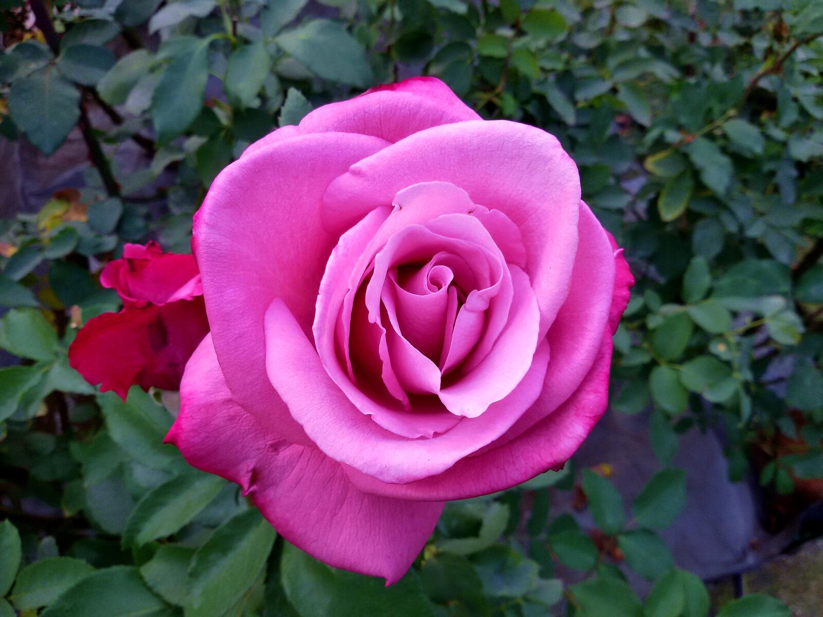 Обои фиолетовые розы роза флора на рабочий стол