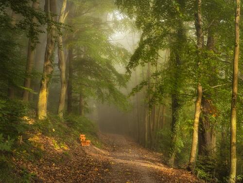 Туман в лесу · бесплатное фото