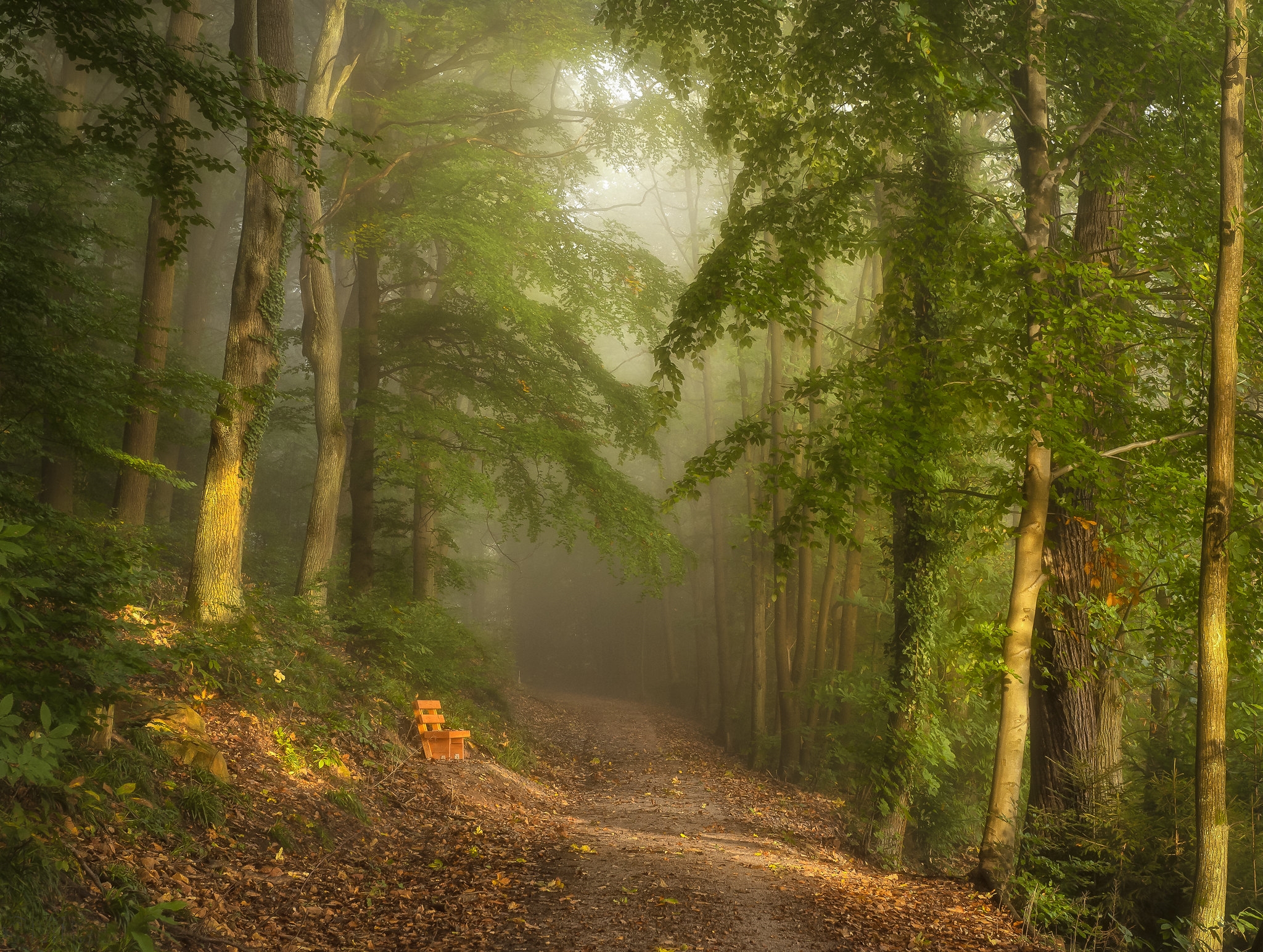 Бесплатное фото Туман в лесу