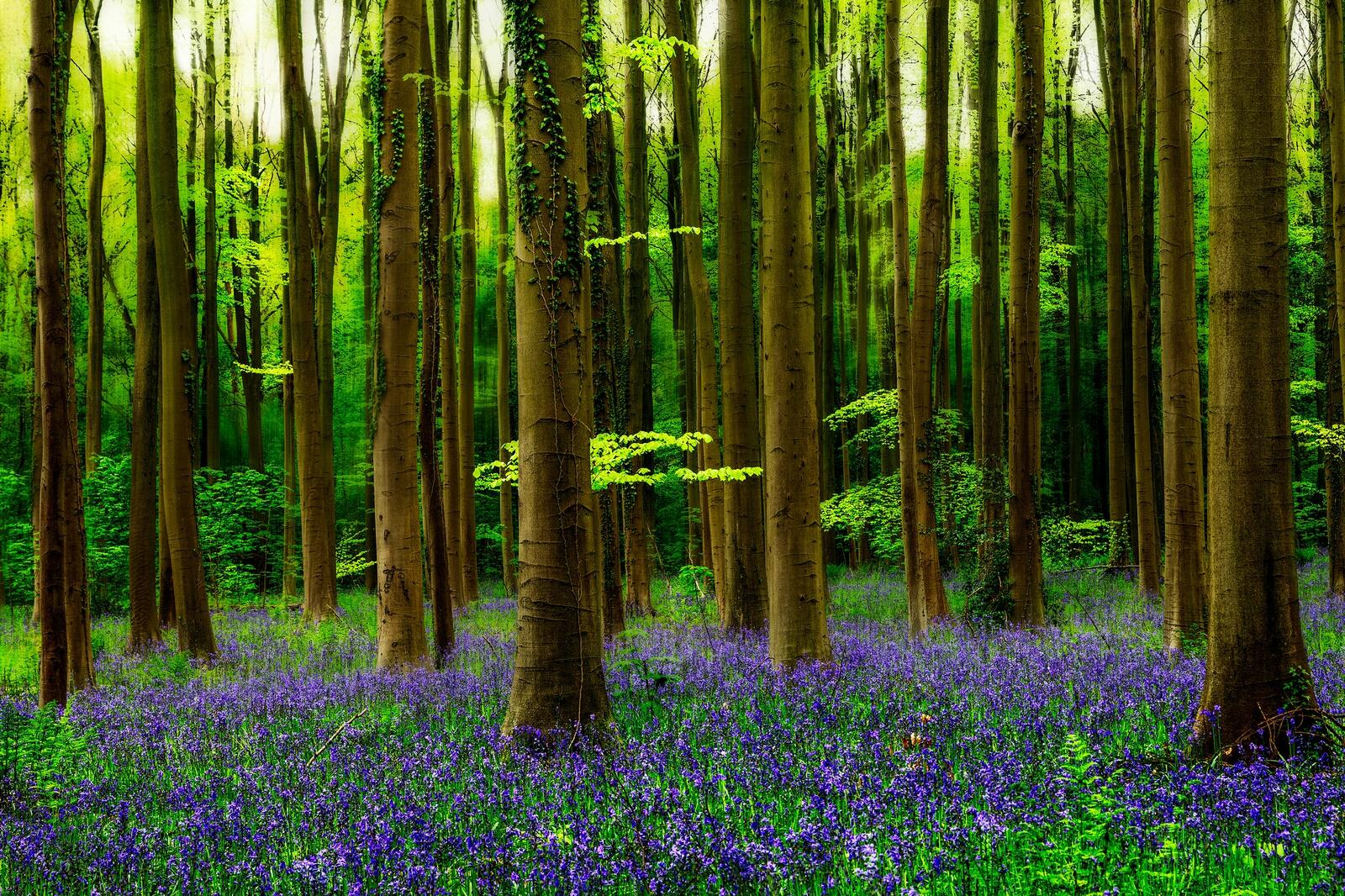 Wallpapers flowers coniferous forest flowers blue on the desktop