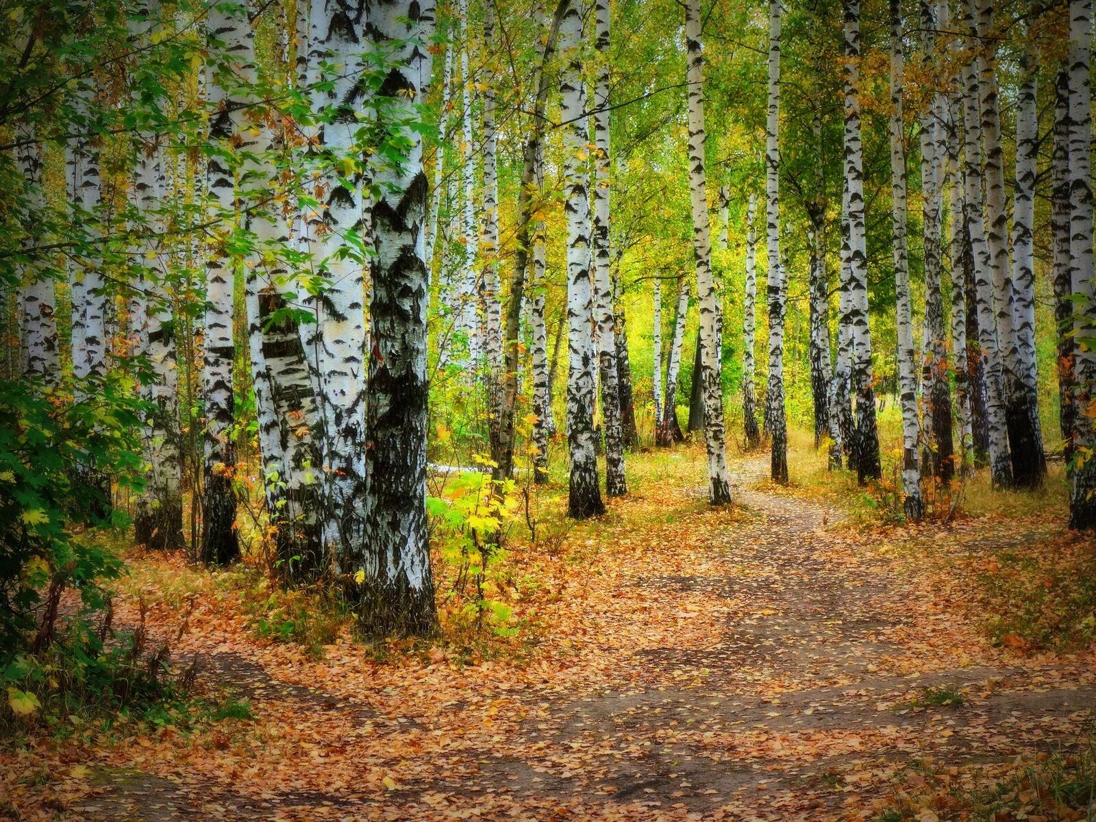 桌面上的壁纸秋季 我走在林间小道上 森林