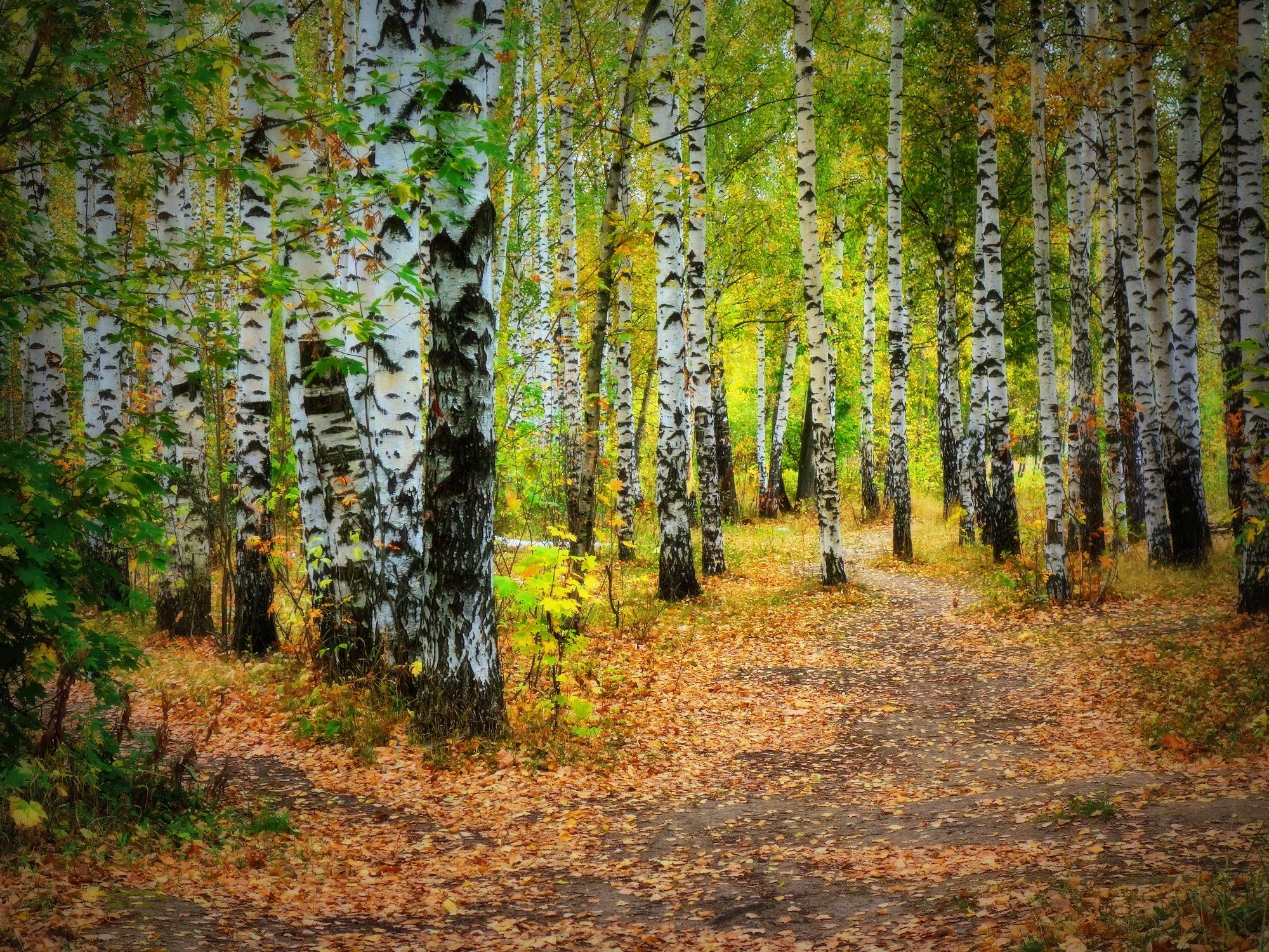 Фото бесплатно осень, иду лесной дорогой, лес
