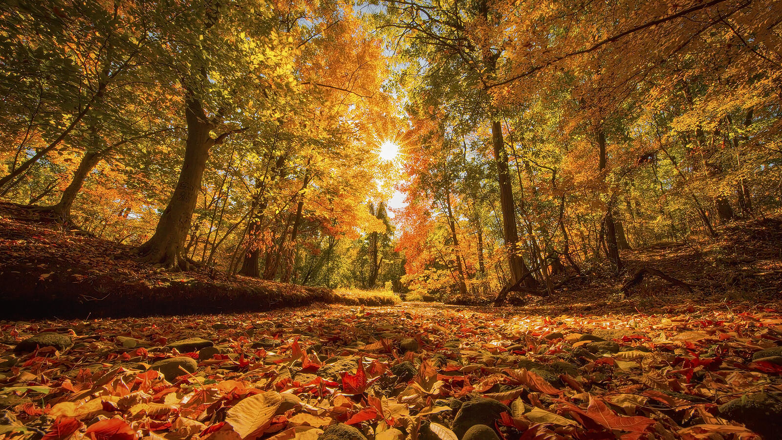 Wallpapers nature sun rays autumn leaves on the desktop