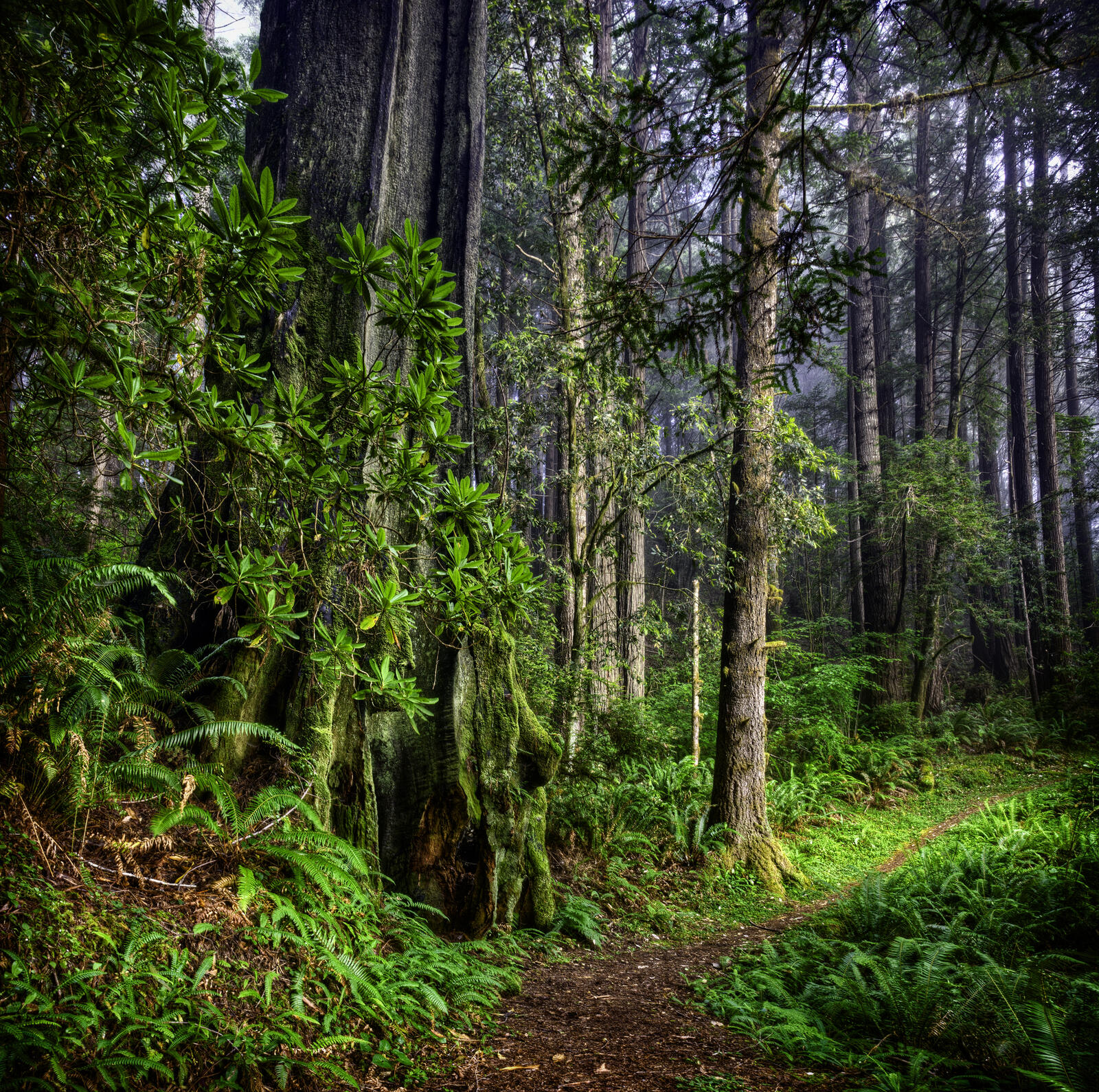 Wallpapers path trees Redwood National Park on the desktop