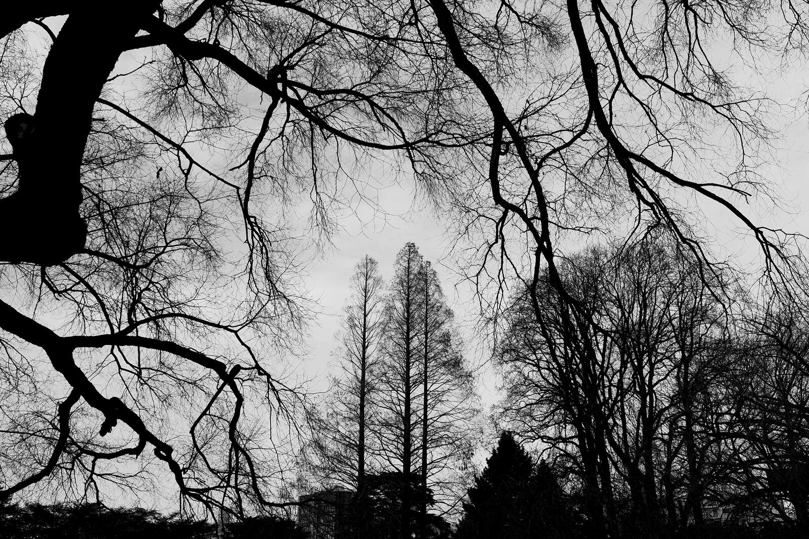 Wallpapers twigs black and white trees on the desktop